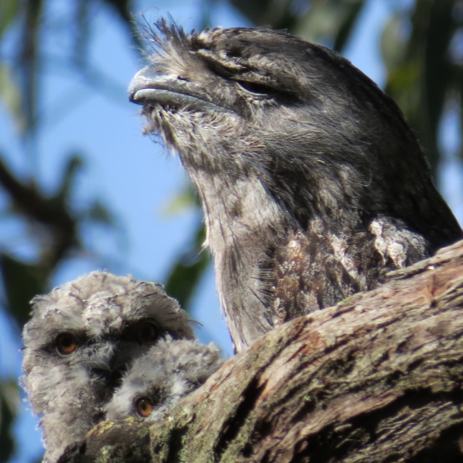 These Tawny Frogmouths, a mother and two chicks, were spotted recently on the monthly bird survey walk. We're excited and privileged to be sharing this piece of bushland with these creatures.
Pics: nk
#australianbirds #tawnyfrogmouth #privatelandconservation #volunteerfornature #australianwildlife