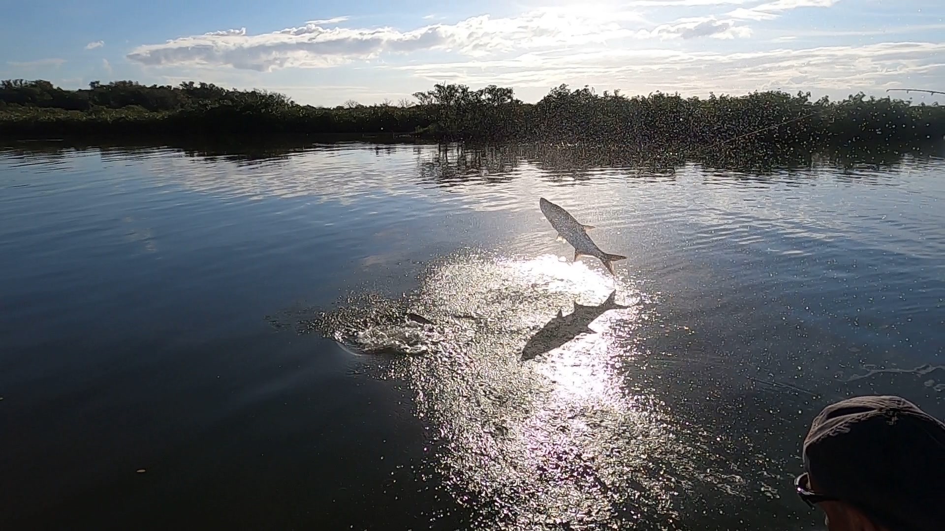 Tarpon, often called the "Silver King," is one of the most sought-after game fish for anglers. Known for their strength, acrobatics, and striking appearance, these fish provide an unforgettable experience for anyone lucky enough to reel one in. This comprehensive guide will cover everything from tarpon identification to the best fishing techniques, and gear.