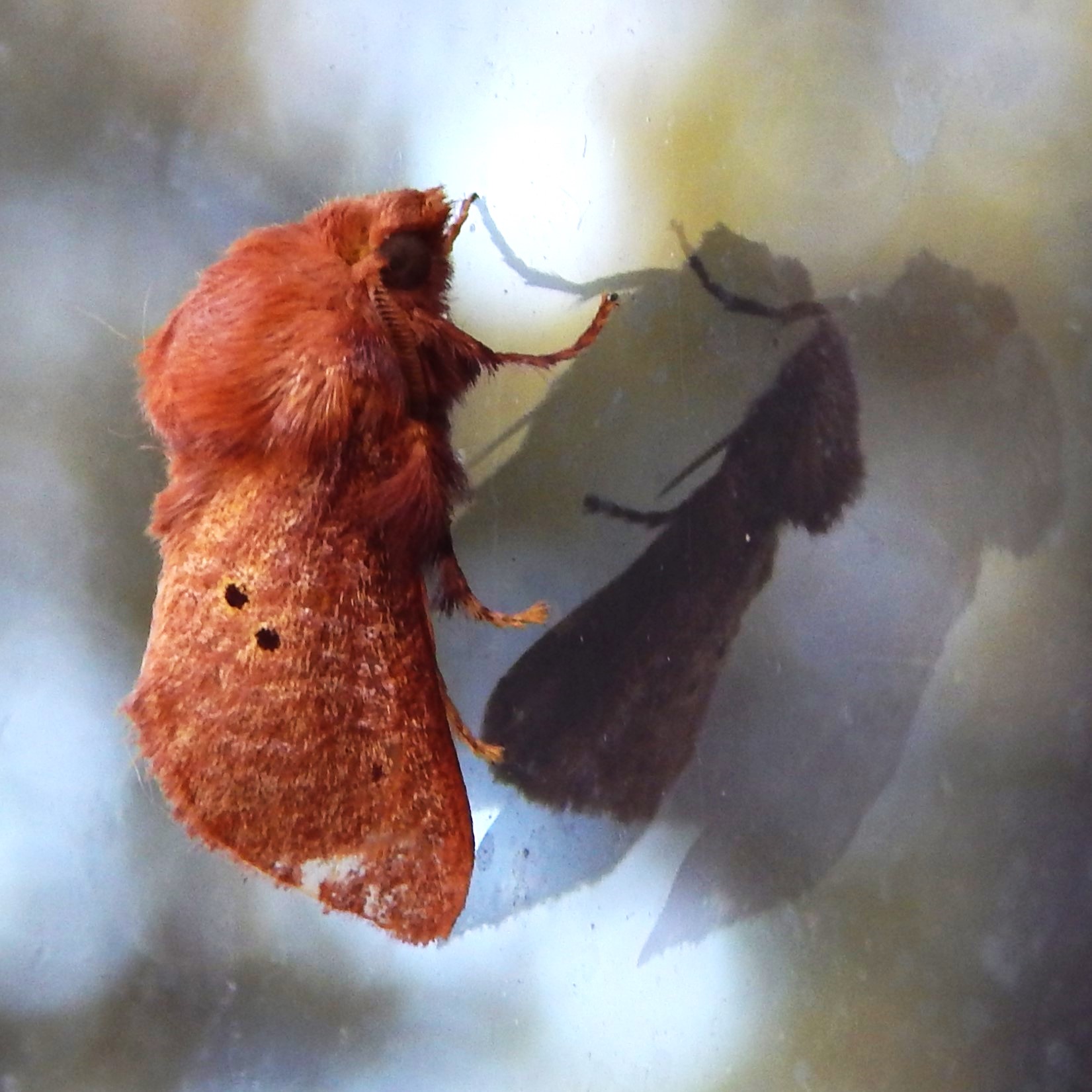 A Four-spotted Cup Moth admiring its reflection in the window. 🙂
Pic: kk
#australianmothspecies #australianmoths #privatelandconservation #australianwildlife #conservation