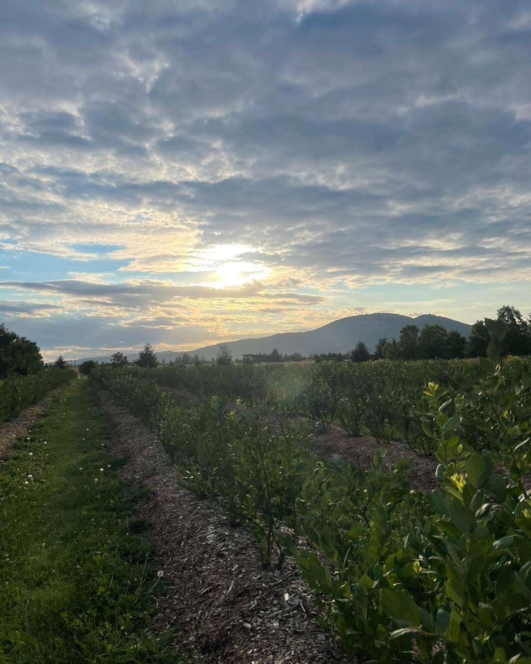 Still open for blueberries today, August 8th, all daylight hours. There are some everbearing strawberries again as well, pink flagged rows on the south end of the field.
$4 a lb for blueberries, $3.50 for strawberries.
Bags and buckets provided, never sprayed. Venmo or cash.