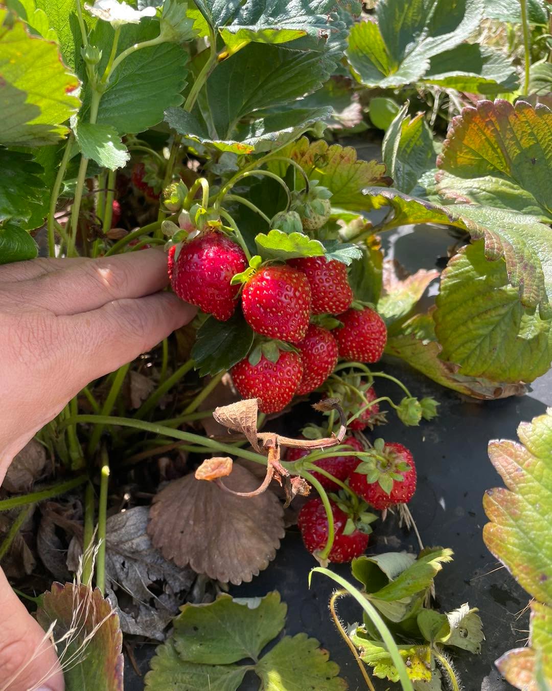 Will stay open indefinitely starting today August 24th until picked out. Will likely stay open for several days. All daylight hours. Quite a few strawberries out there. Flagged rows in the back by the tractors. Double flagged rows have the most berries. $3.50 a lb. Very sweet.
Blueberries up front still. See pics. $4 a lb.
Bags and buckets provided, cash or Venmo. See maps and pics for additional instructions. Please use the Atlas entrance.
