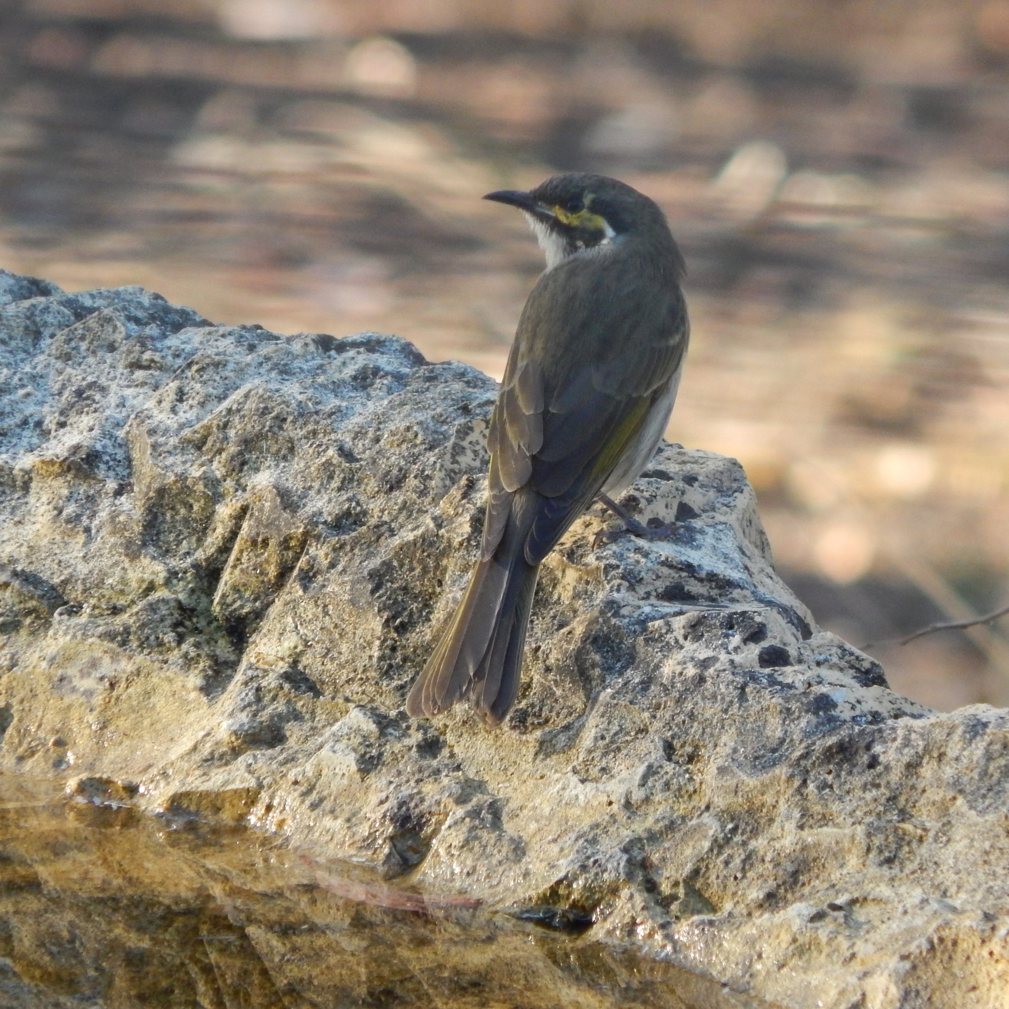 Bath time!
Yellow-faced Honeyeater; Scarlet Robin; White-throated Treecreeper.
Pics: kk
#australianbirds #privatelandconservation #conservation #australianwildlife #protectnature