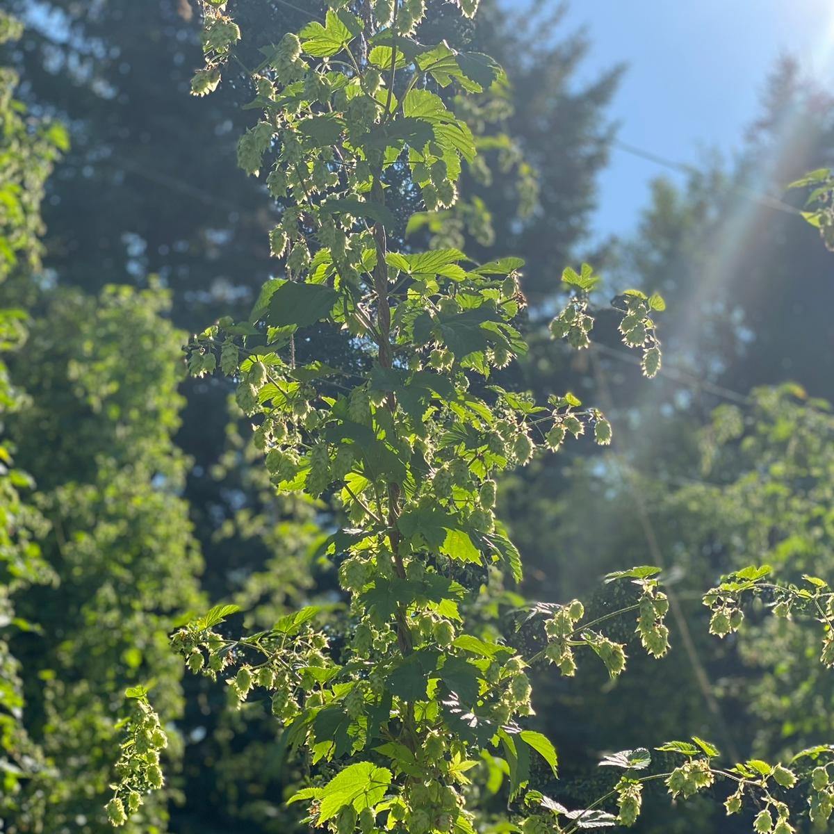 Things are looking positively hoppy over at Queen's Landing!!
#harvest2024 #abhops #abcraftbeer #freshhops
@qlhoneyandhops