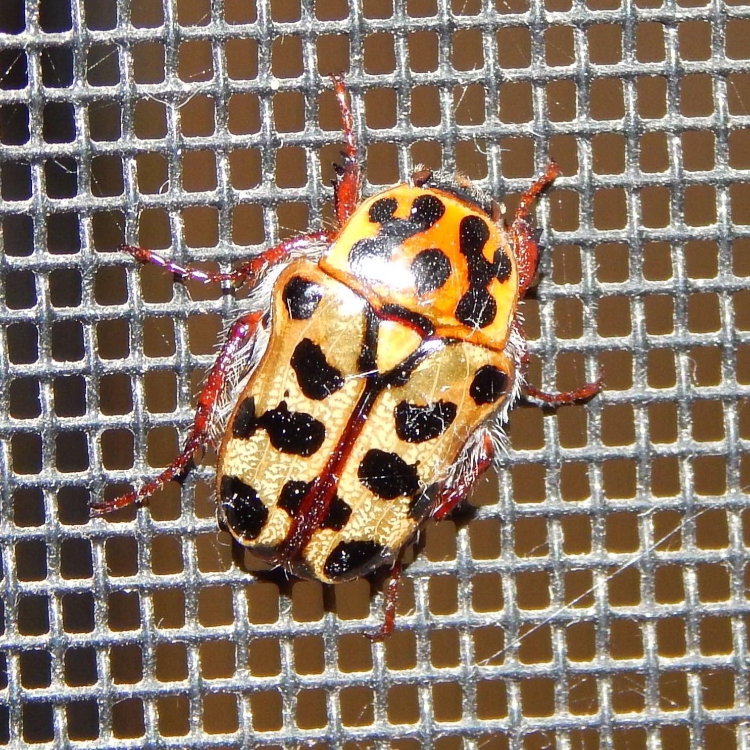 A Spotted Flower Chafer.
Flower chafers feed on nectar and are often found among the petals of flowers, particularly Angophora and Eucalyptus blossoms. They are unusual beetles because they fly with their wing cases closed (most beetles lift their wing covers well clear of the body). (Australian Museum)
Pic: kk
#australianbeetles #biodiversity #protectnature #australianwildlife #conservation