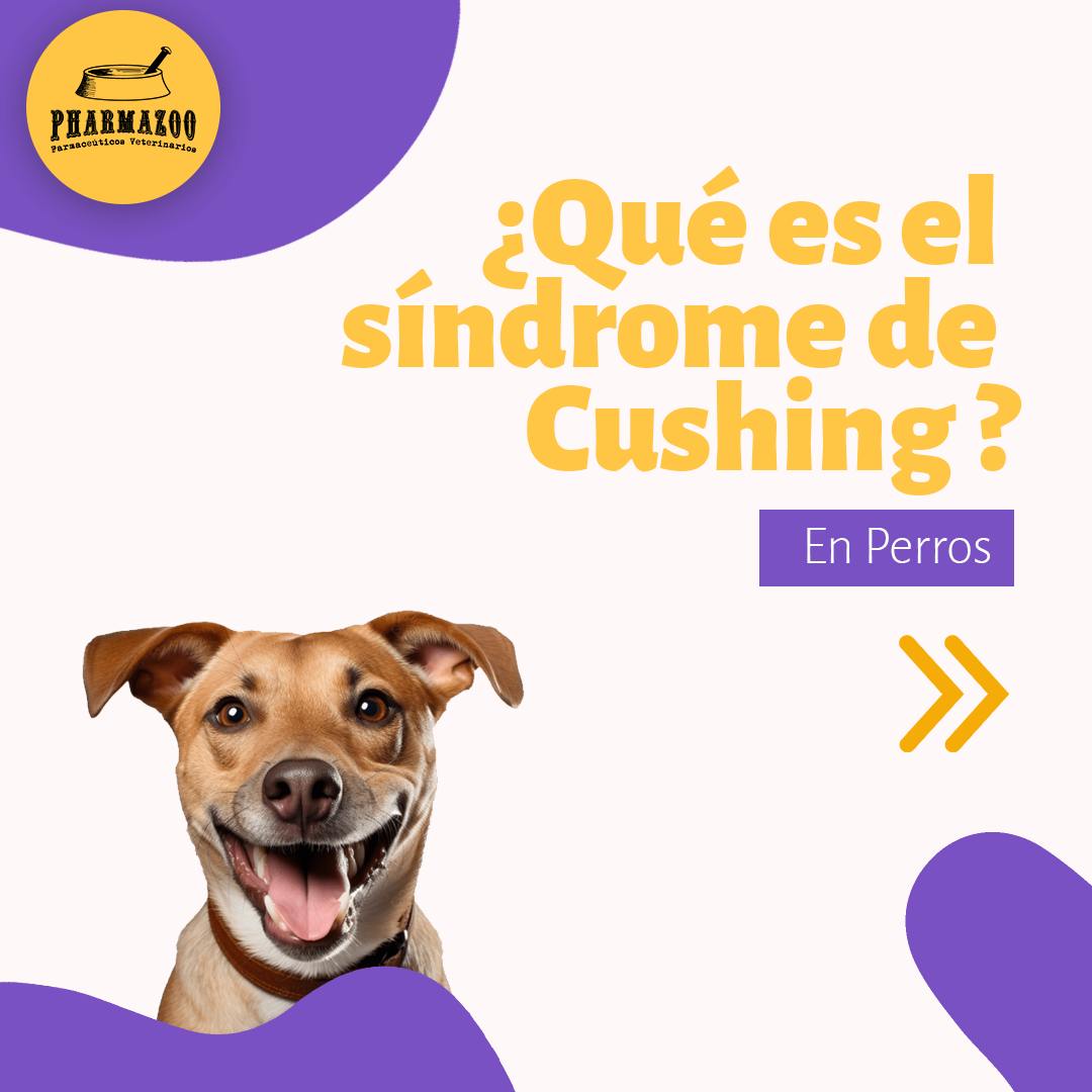 ¡Tu compañero estará en las mejores manos con nosotros!
#CuidadoCanino #SíndromeDeCushing #PerritosFelices