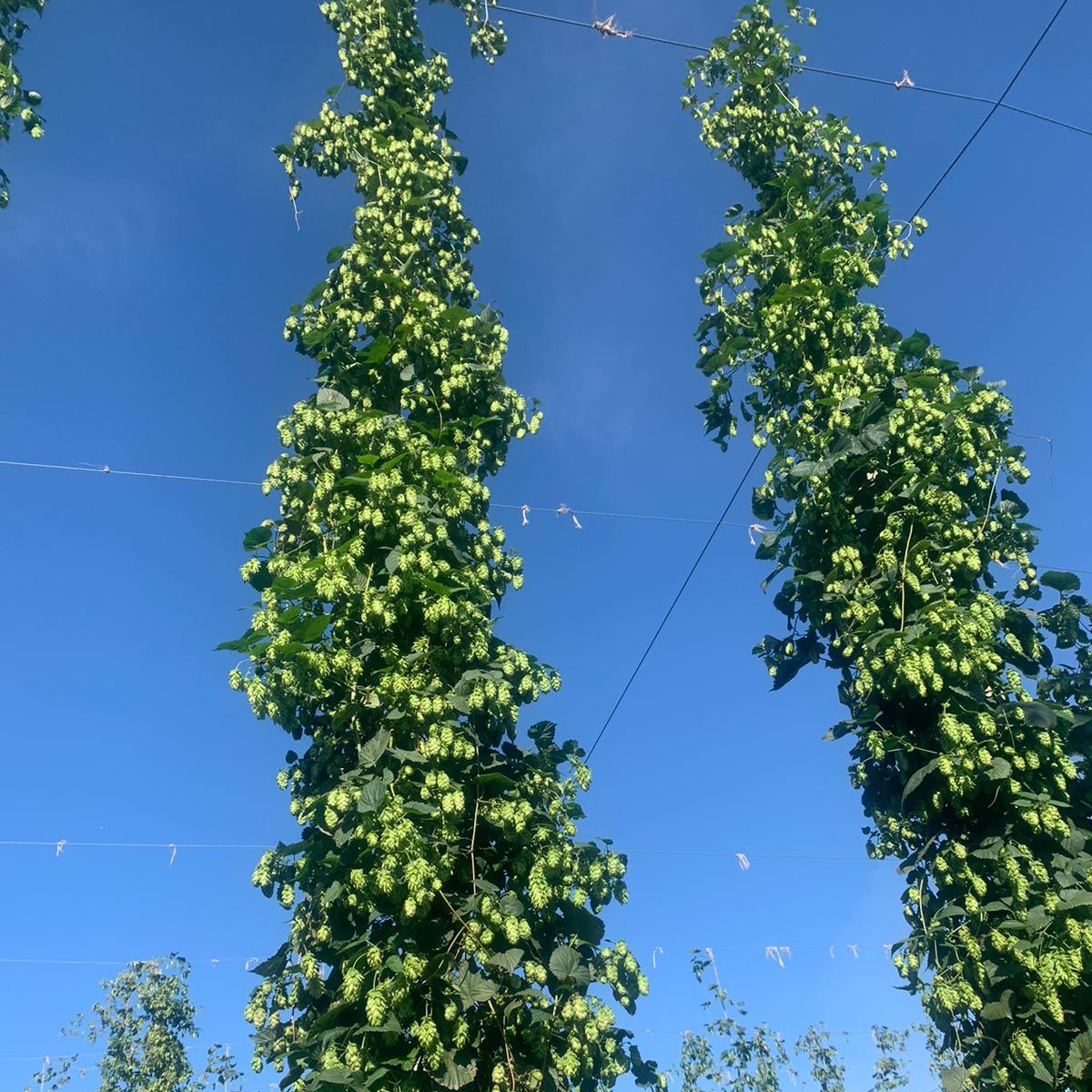 These towering things of beauty are the product of the hard work of the folks @flatland_hops
Harvest season is also approaching down in Taber. These hops will be destined for a beer near you!
#itsalmosttime #harvest2024 #albertahops #abcraftbeer #freshhops #wethops