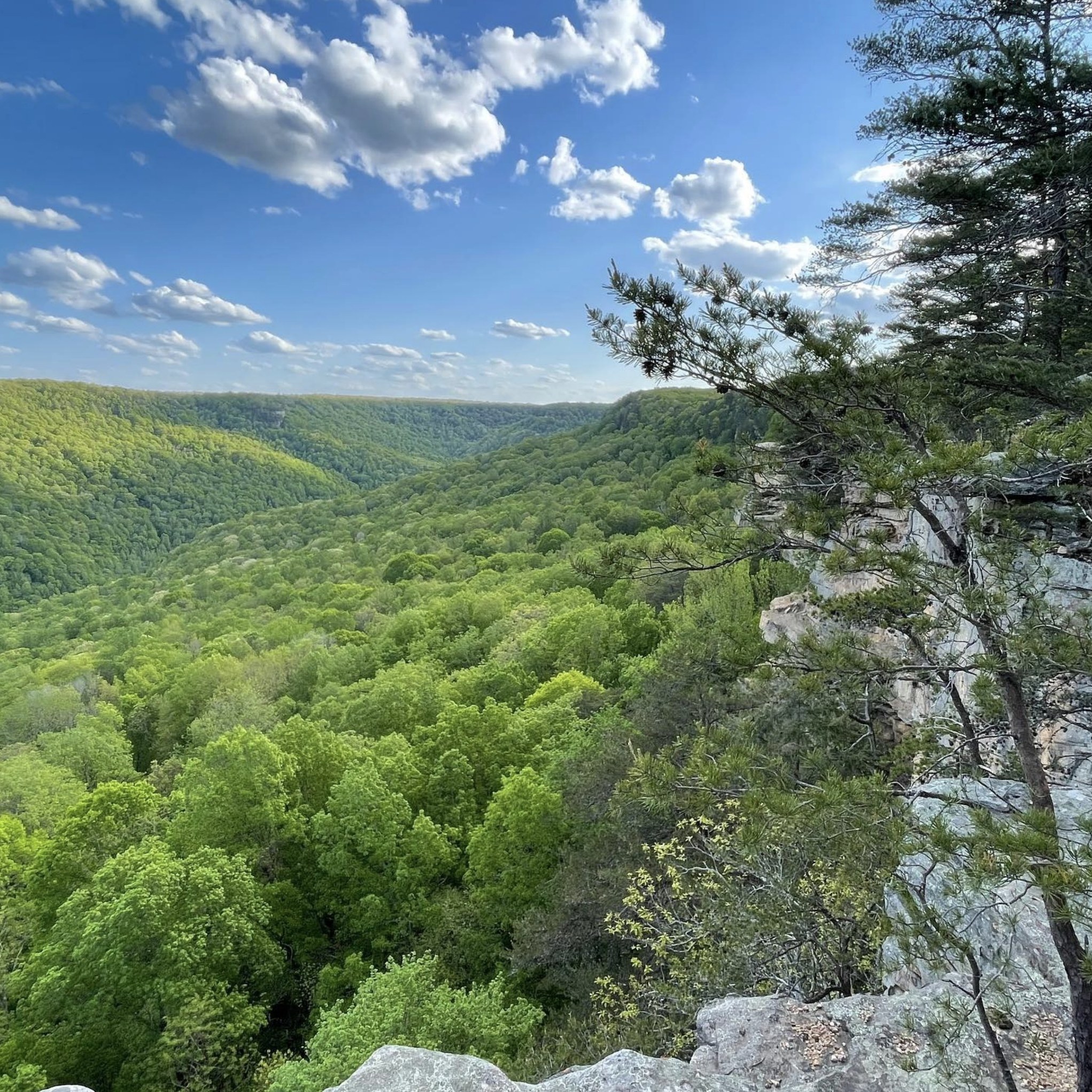 Have you checked out the Trails & Trilliums schedule for 2024 yet? Registration for the general public opens Feb 22. Be ready! Visit trailsandtrilliums(dot)org for ALLLLL the info you need on cool hikes, great kid activities, adventures, presentations, the popular native plant sale, and so much more. We can't wait to see you!