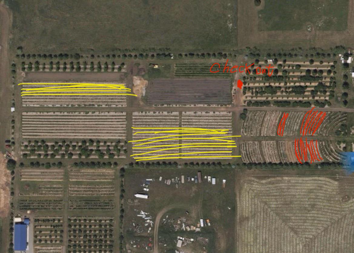 Will be open tomorrow the 13th for blueberries, all day light hours. PLEASE! Pick the red line areas! I see so many people picking where there’s very little. Take a sec and look at the map and figure out where you are at!
Yellow is more sparse but some honey holes in there. Would like to give the chandlers near the red lines a break.
Please park and pay at the blueberry checkout stand in the middle of the farm. $4 a lb.
Everything provided. Cash or Venmo.
