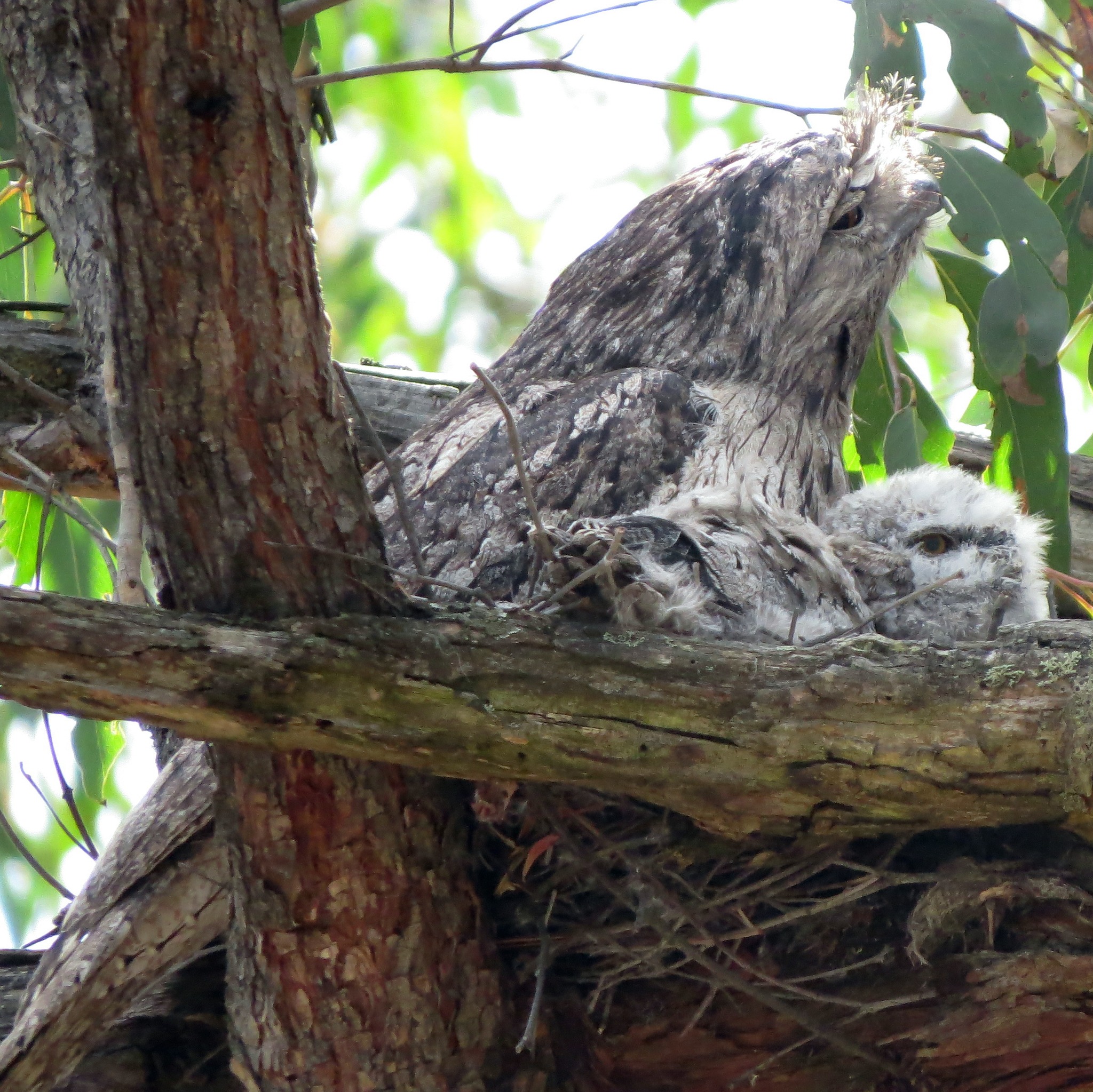 These Tawny Frogmouth adult and chicks were seen this morning on the Co-op during the monthly BICA Bird Survey.
Pic: fp
#australianbirds #conservation #australianwildlife #protectnature #tawnyfrogmouth