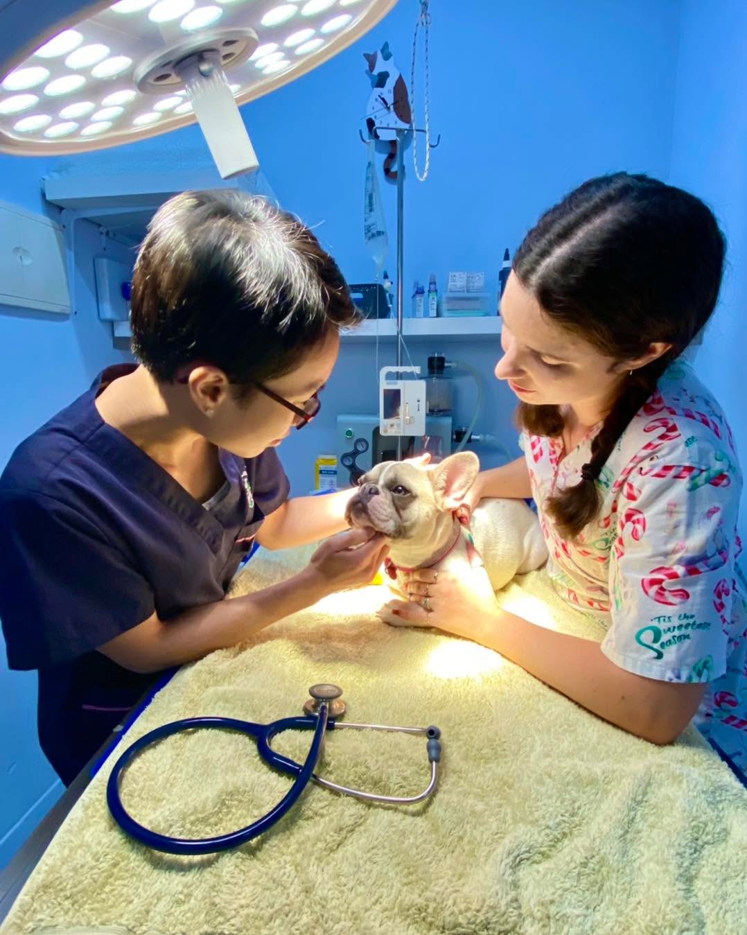Meet Gloria the beautiful French Bulldog who came in to our clinic for a desexing surgery. ๐ฅ
She was met with the gentle and calming hands of Dr. Nell and Jess. โค๏ธ
Our base clinic is here for clinical procedures such as desexing, dental scale and polish ๐ฆท, lump removal, imaging ๐ฉป and more!
Transportation can also be arranged if required. ๐
For more information feel free to give us a call on 1300 308 309 โ๏ธ or send us a Facebook message.๐ฒ