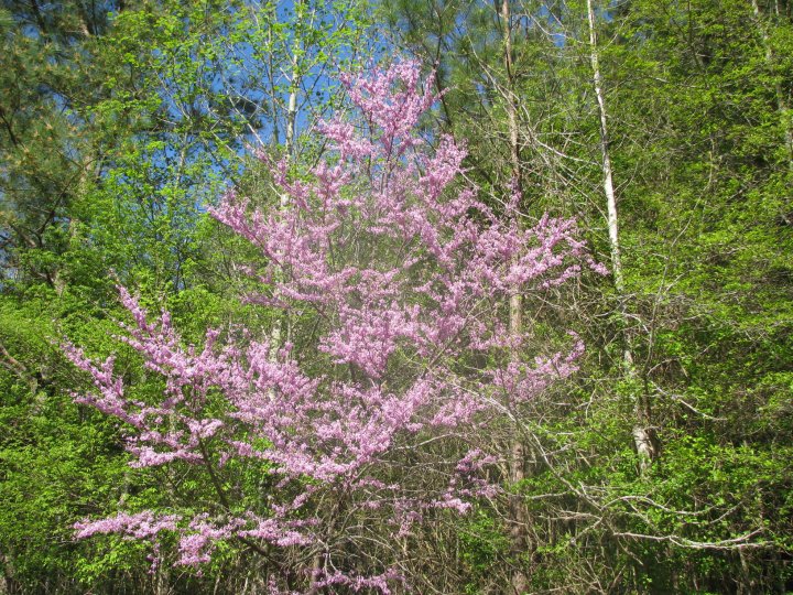 Spring has sprung. With 1,000 acres, we have lots of trees and flowers in bloom. #redbudtree #springblooms #treeblooming #alabamahorseriding