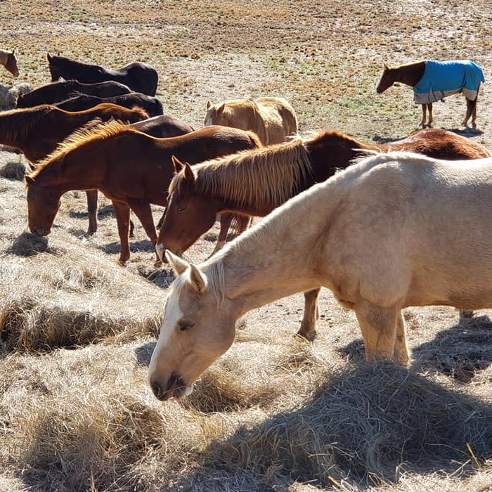 Keeping our guests fed. Looking forward to spring. Anyone else? It's coming soon. #horseriding #feedinghorses #hay