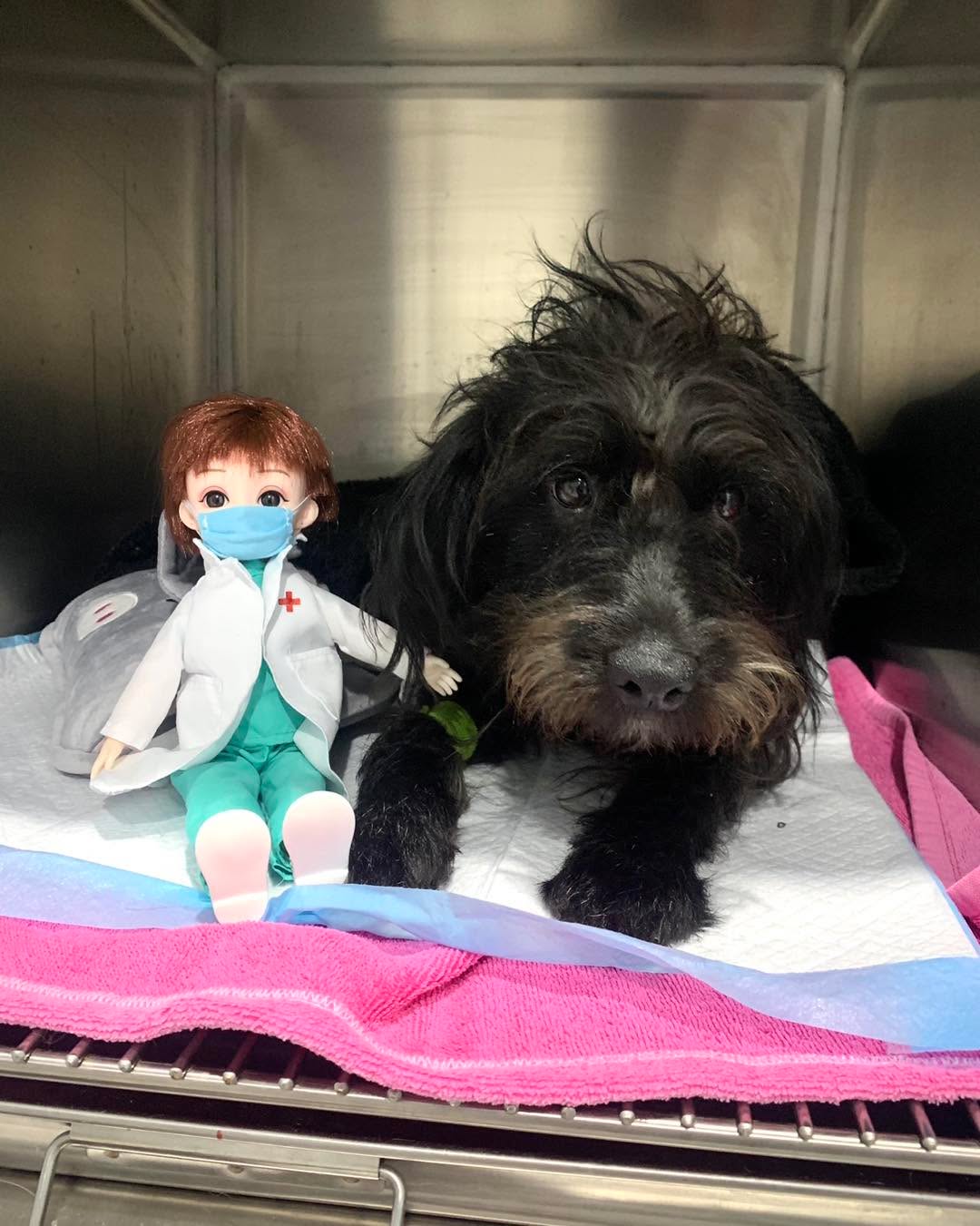 Let us introduce our little helper Dr Evie. ๐ฅฐ
She is a new member of our BNMV Team. Her main role is to keep our patients company and pose lots of cute pictures with them ๐ธ๐ถ๐ฑ.
Little Lucy the bordoodle had her desexing surgery at our clinic. Dr Evie sat by Lucyโs side when she recovered from her surgery. Look at how cute they are together ๐ฅฐ๐ธ