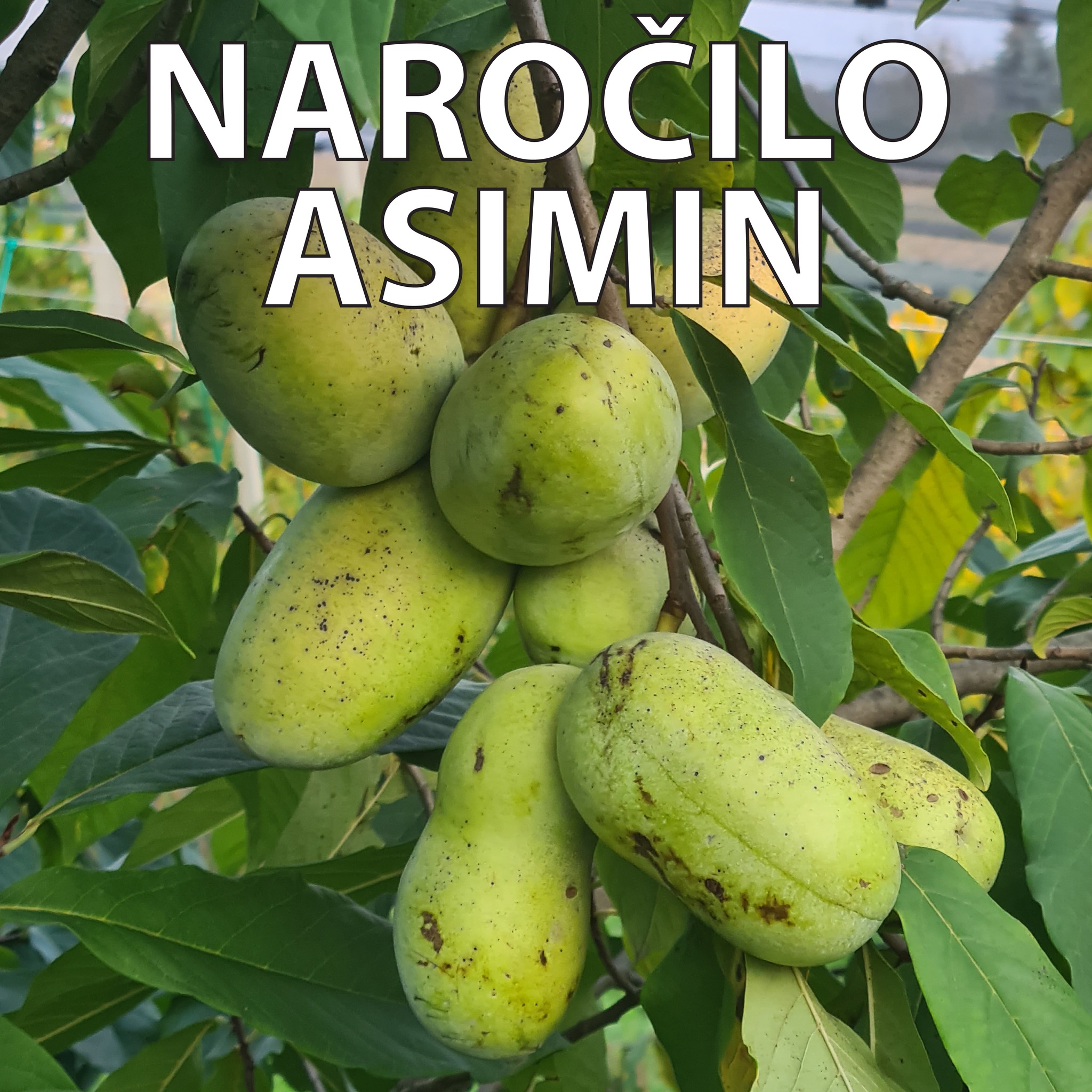 🎉Asimine še vedno žurirajo na drevesih!🎉 Tako, da le pogumno v poslovalnice Agrolit d.o.o., kjer že čakajo na Vas!✅️
V določenih poslovalnicah tokrat tudi brez naročila, dobite jih takoj v trgovini!
Naročilo možno v vseh poslovalnicah Agrolit d.o.o. https://www.agrolit.si/trgovine/
Navodila za naročilo: https://www.kmetijagroselj.si/narocilo-asimin
