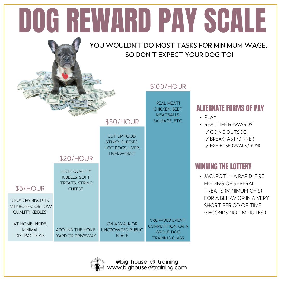 š° DOG REWARD PAY SCALE š°
Would you work for minimum wage if you had a choice? Probably not! So why expect your dog to?
At Big House K9 Training, we are positive reinforcement trainers, which means we use food, play, and affection to build strong, reliable behaviors. Your dogās paycheck matters! The harder the task or the more distracting the environment, the bigger the reward should be.
š¾ Will you have to use food forever? Nope! But in the beginning, food is a powerful tool to teach new skills. Once your dog understands and consistently performs behaviors, we gradually fade out food rewards and replace them with real-life rewards like play, praise, and freedom.
š Scale it up!
ā
At home? Kibble might do.
ā
In the yard? Soft treats and cheese work.
ā
At the park or on a walk? Up the game with hot dogs or liver.
ā
In a crowded event? Bring out the real meatāchicken, beef, or sausage!
š Jackpot Rewards ā When your dog does something AMAZING, reinforce it with a rapid-fire treat party!
Reward smart, train smarter! Letās set your pup up for success.
Want to learn more about how we can work together? Drop a comment with āTRAINā or send us a message!
#dogtrainingtips #rewardbasedtraining #bighousek9training #positivereinforcementtraining #bighousek9trainer #positivereinforcementtrainer #casagrande #positivereinforcement #casagrandeaz #DogTraining #bhk9train #bhk9trainer #bhk9training #fearfreetraining #fearfreedogtraining