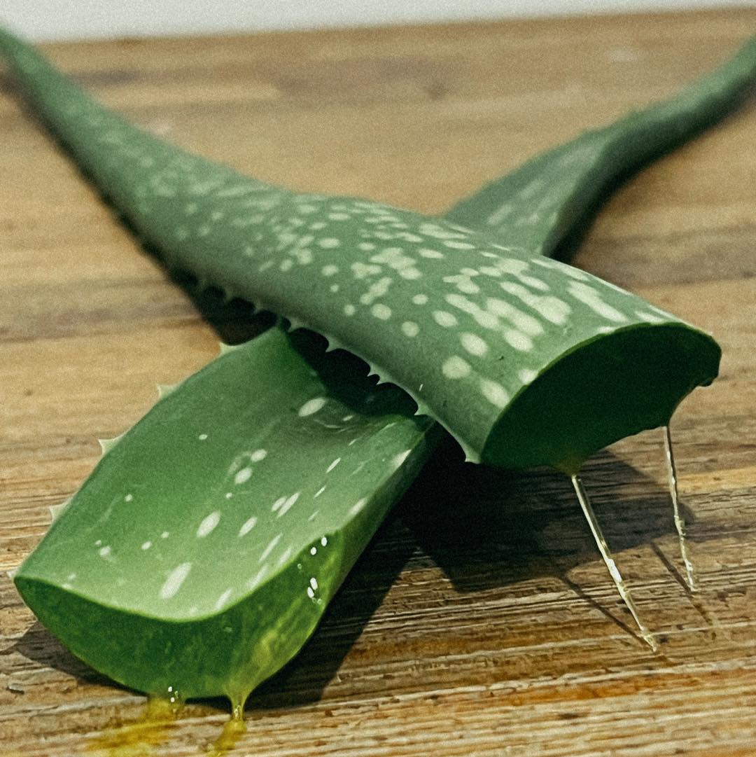 Keep safe during this summer heat. Aloe Vera is a great way to heal burns and soothe the skin 🌱