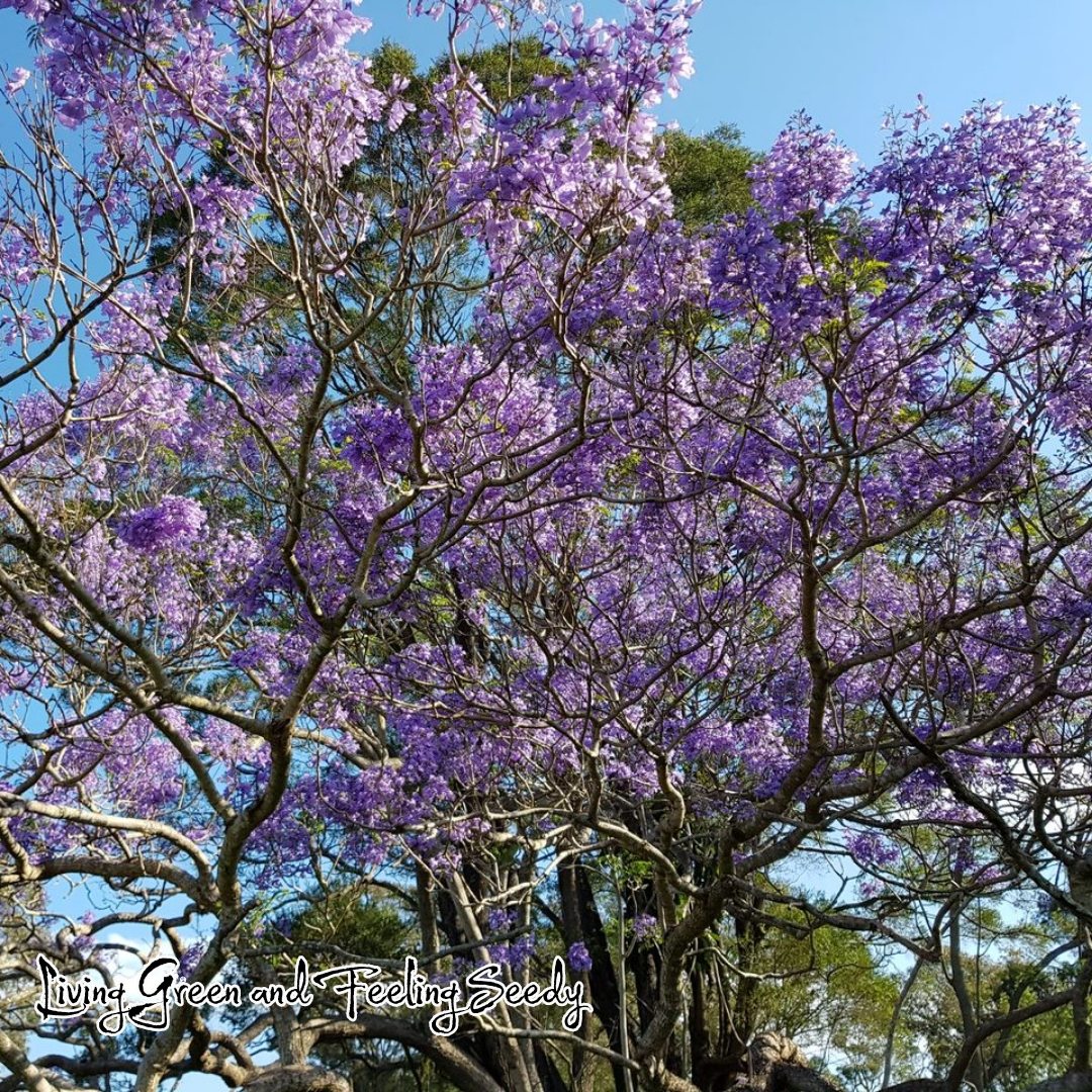 Jacaranda mimosifolia - Jacaranda
The Jacarandas have been putting on quite a show over the last few weeks! They certainly are impressive with their profusion of purple flowers that can be seen from quite a distance, making a lovely avenue planting, feature or even as a Bonsai!
Get your seeds now from Living Green and Feeling Seedy.
#jacarandamimosifolia #jacaranda #purpleflowers #purple #seedsupplier #seedseller #jacarandaseedsupplier #bonsai #bonsaiseedsupplier #bonsaiseedseller #exoticseedsupplier #seeds #jacarandaseeds #purplefloweringtree #lovejacarandas #bonsaipotential #avenuetree #floweroftheday #bigtree #freshseeds #seedsinstock