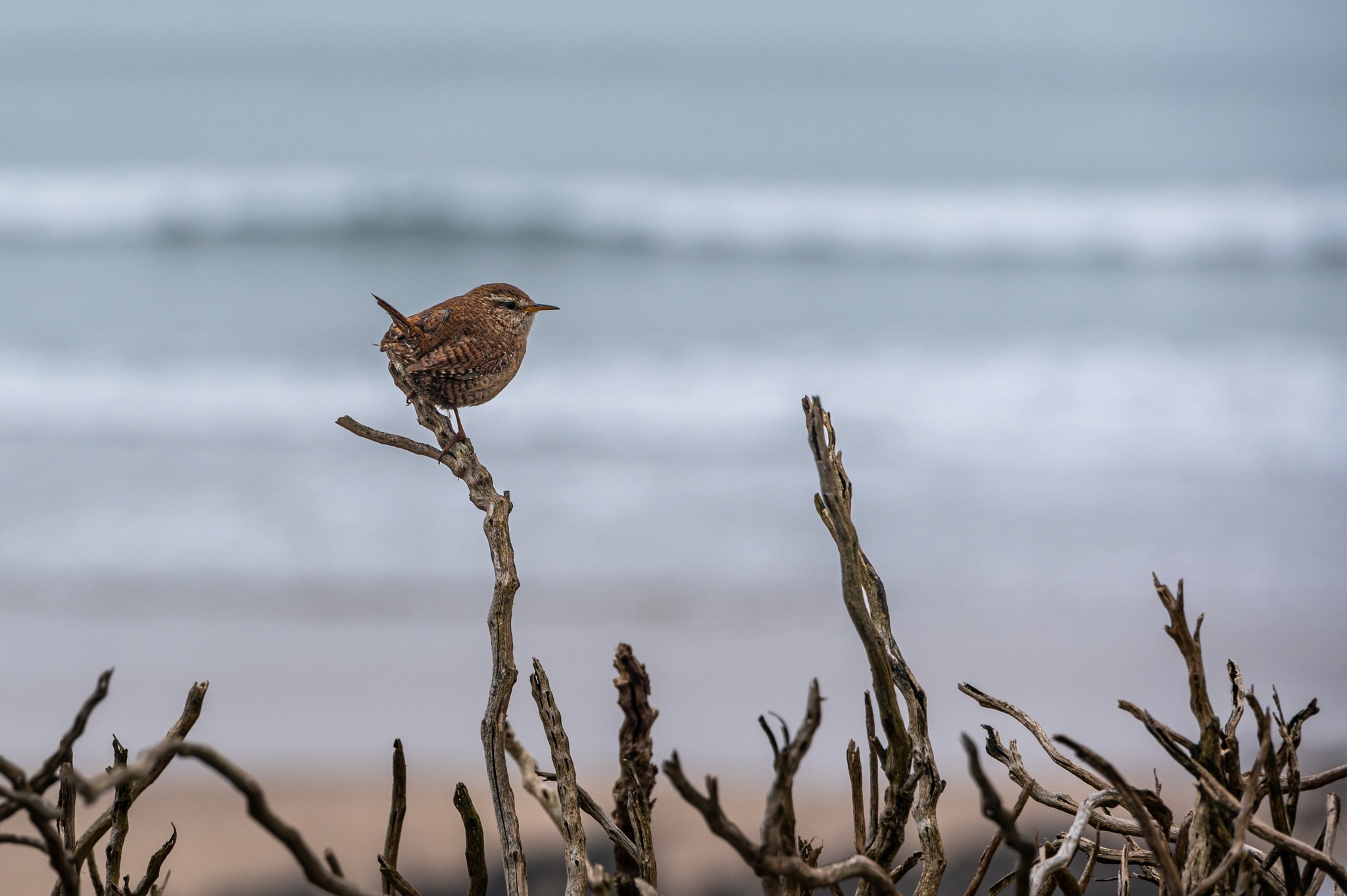 Woolacombe isn’t just a beautiful coastal destination — it’s also a haven for wildlife. From the playful seals spotted along the shoreline to the rich birdlife soaring above, it’s a perfect place to appreciate the quiet wonders of nature.
#Willingcott #EscapeToTheCoast #DevonEscape #FamilyGetaway #UnwindInStyle #WoolacombeAdventures #LongWeekendRetreat