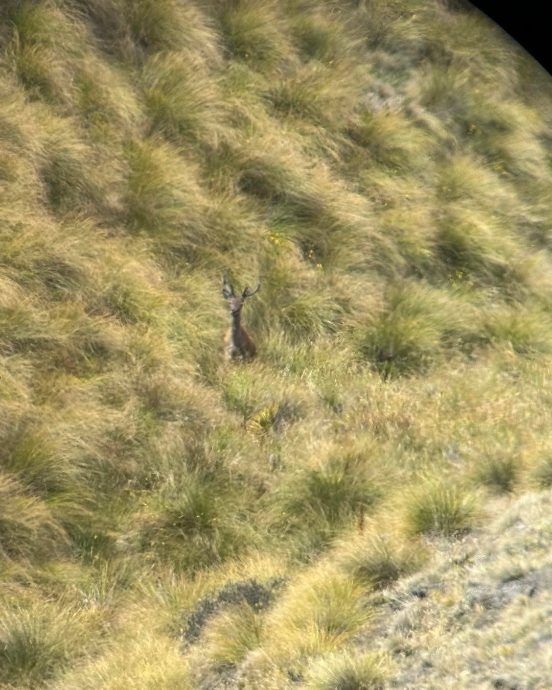 Thanks for hunting with Southisland Hunting Jeff was a pleasure to share a day on the hill with ya.Happy hunting #outdoors #meathunter #freerangemeat #hunting #southislandhuntingnz #southislandhunting #Hunter #hunt #huntingseason #outdoorslife