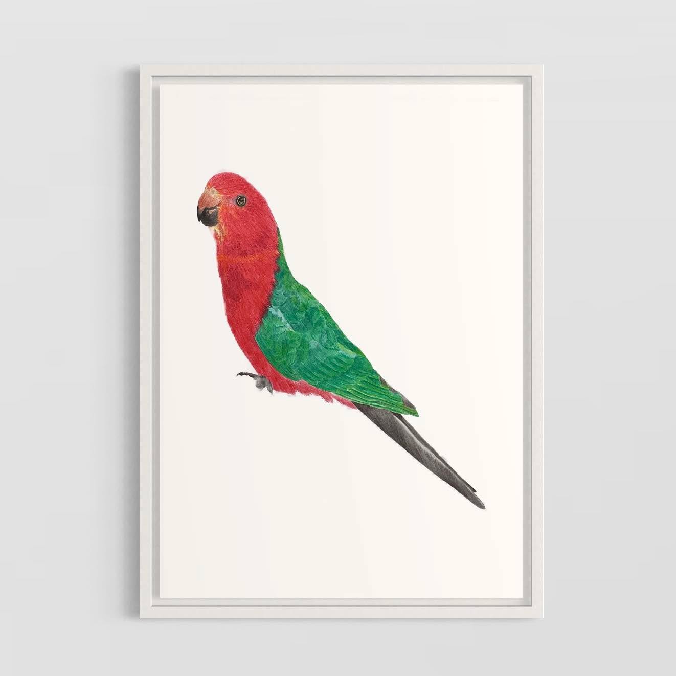 Australian King Parrot 🦜
Number 2 in my Australian Bird collection!
1. Crimson Rosella
2. Australian King Parrot
✨✨✨✨✨✨✨
#artcollection#australianbirds#artwork#colouredpencils#crimsonrosella#australiankingparrot