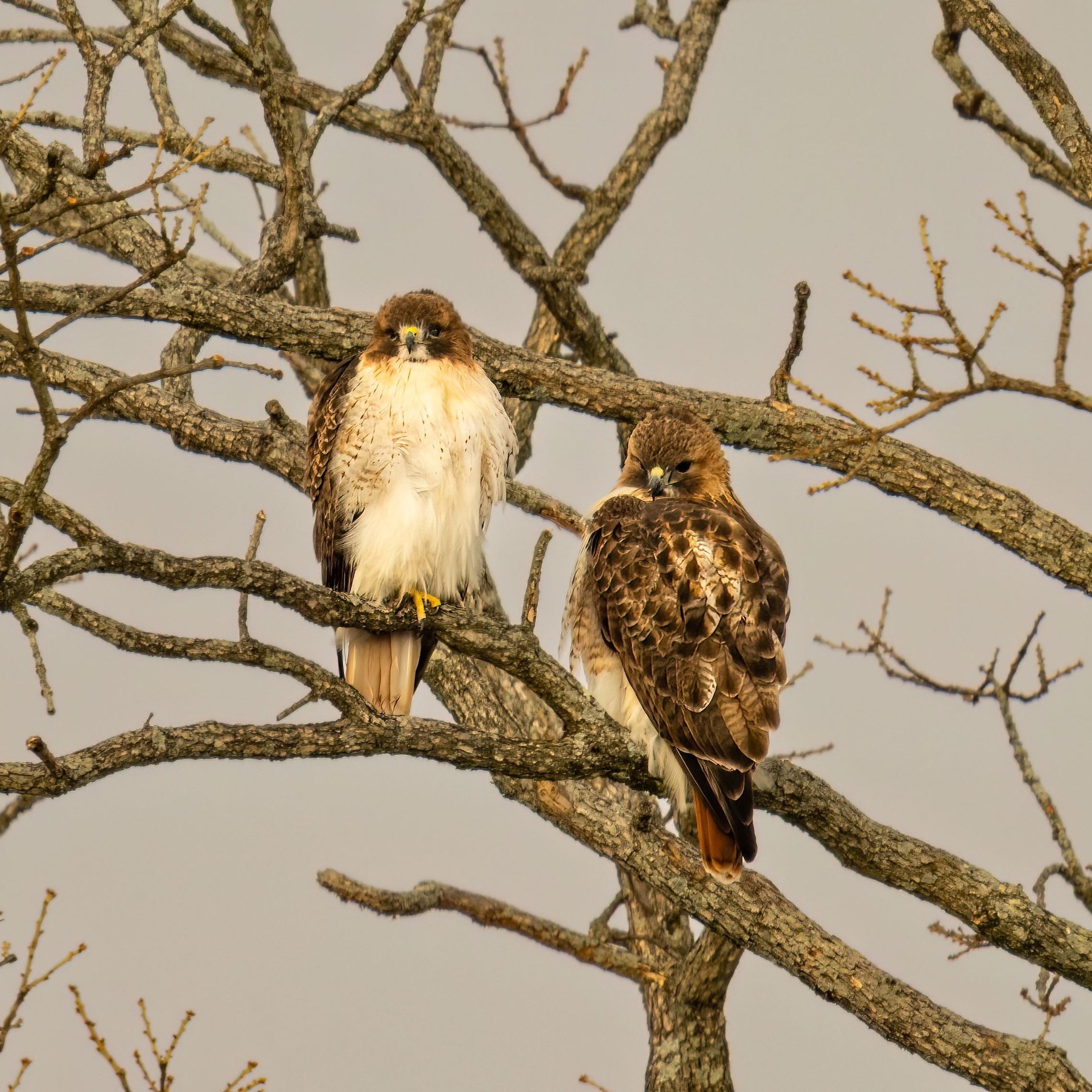 Red-tailed hawks are also frequent visitors to my garden. They usually perch on top of telephone poles. Last year, there was a juvenile who got himself stranded on top of a telephone pole and couldn’t figure out how to get down. One of the parents was nearby, calling to him, as he whistled in distress. He eventually figured it out!
#nicolasolvinic #thehuntersdaughter #mysteryauthor #crimeauthor #thrillerwriter #criminology #crimefiction #crimethriller #crimenovel #suspensenovel #thrillebook #murdermystery #mysteryreads #booklovers #bookclub #newrelease #bookreview #dreamingofsummer #redtailedhawks #gothgarden
