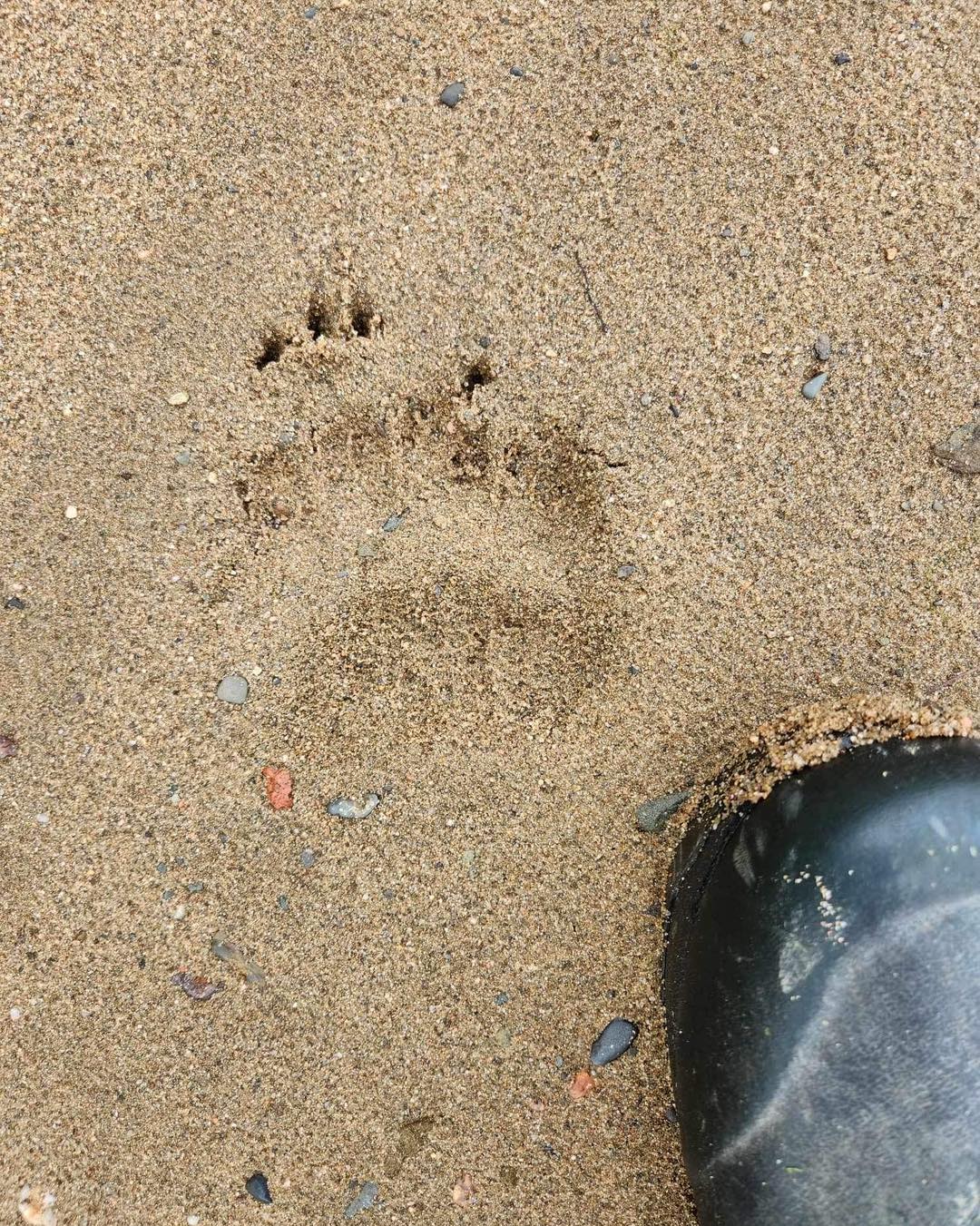 Attention!!!!
Bear and Moose prints have been seen on the north side of Beaubears Island today. Pictures complement of John English. Just take caution when in the island.
Attention!!!! Des empreintes d'ours et d'orignaux ont été observées du côté nord de l'île Beaubears aujourd'hui. Complément d'images de John English. Soyez prudent lorsque vous êtes sur l'île.
#mooseontheloose #beaubearsisland #island #bearontheisland #bear #wildlife #beaubearsisland #wildanimalsonbeaubearsidland