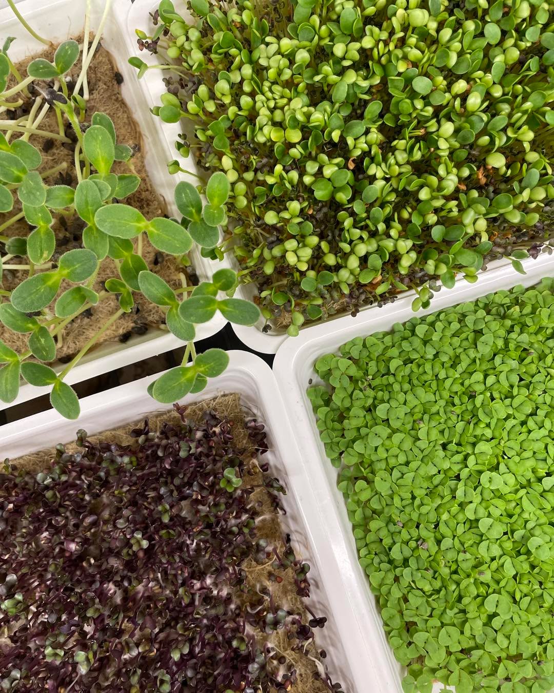 Ti fogyasztotok csírákat és mikrozöldeket? A téli iőszakban ezek különösen fontosak, hiszen kevesebb friss zöldség és gyümölcs van a piacokon, a csírák és mikrozöldek viszont tele vannak vitaminokkal, ásványi anyagokkal, sokuk fehérjével is, nagyon jót tesznek a mikrobiomnak és mindezeknek köszönhetően támogatják az inmunrendszert. Mi a @legeldle magjait és szettjét használjuk, így az alkotás élményében is részünk lehet. Ha érdeke mélyebben a téma, javaslom következő előadásaimat a bélrendszerünk és a termőföld közötti kapcsolatról: november 28 Barabás Villa, december 5 The Planteen. 🌱