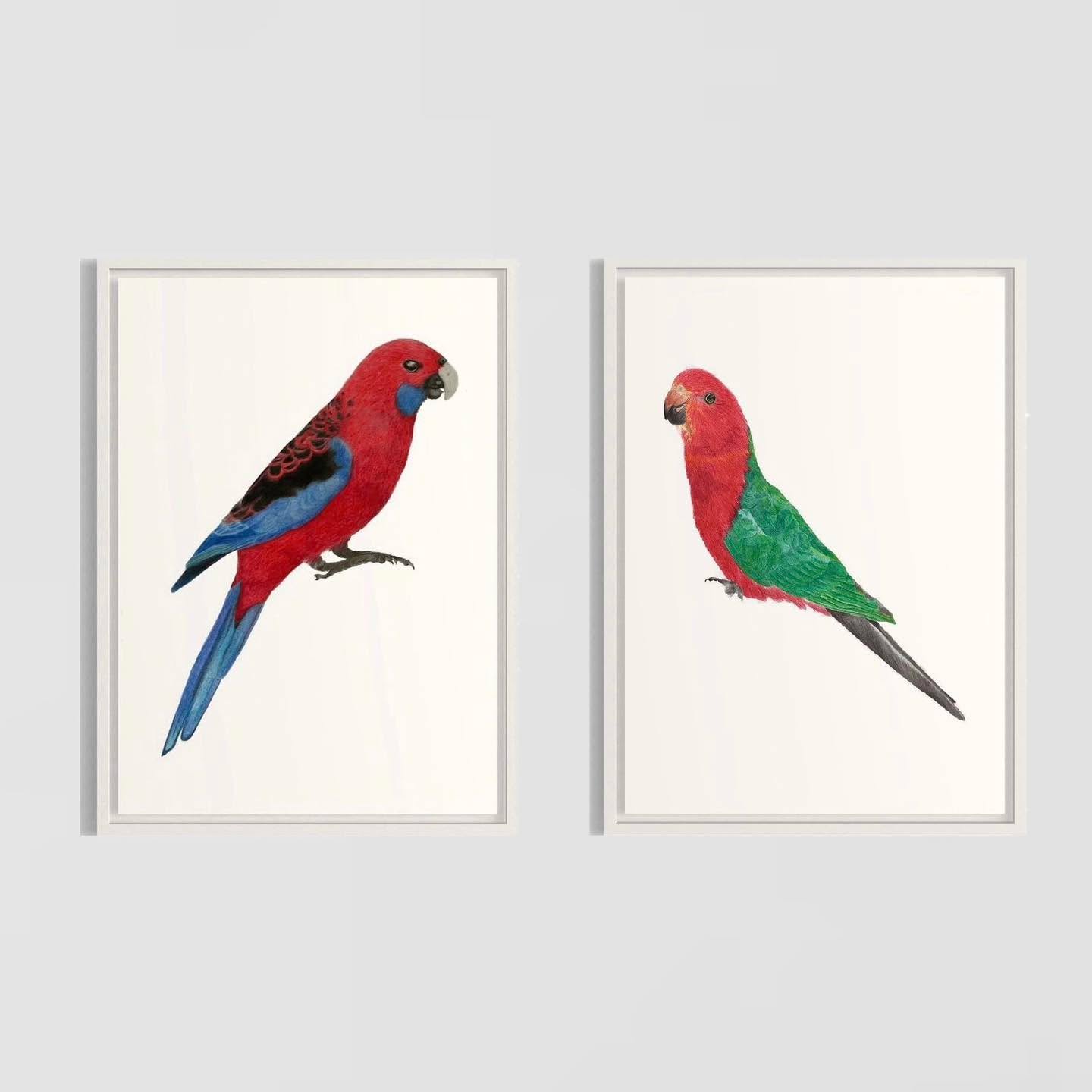 I love how these two pieces look together! The Crimson Rosella and Australian King Parrot side by side ✨
Both originals are currently available on Etsy ✨
#australiankingparrot #crimsonrosella #australianbirds #birdart #artwork #colouredpencils #animalart
