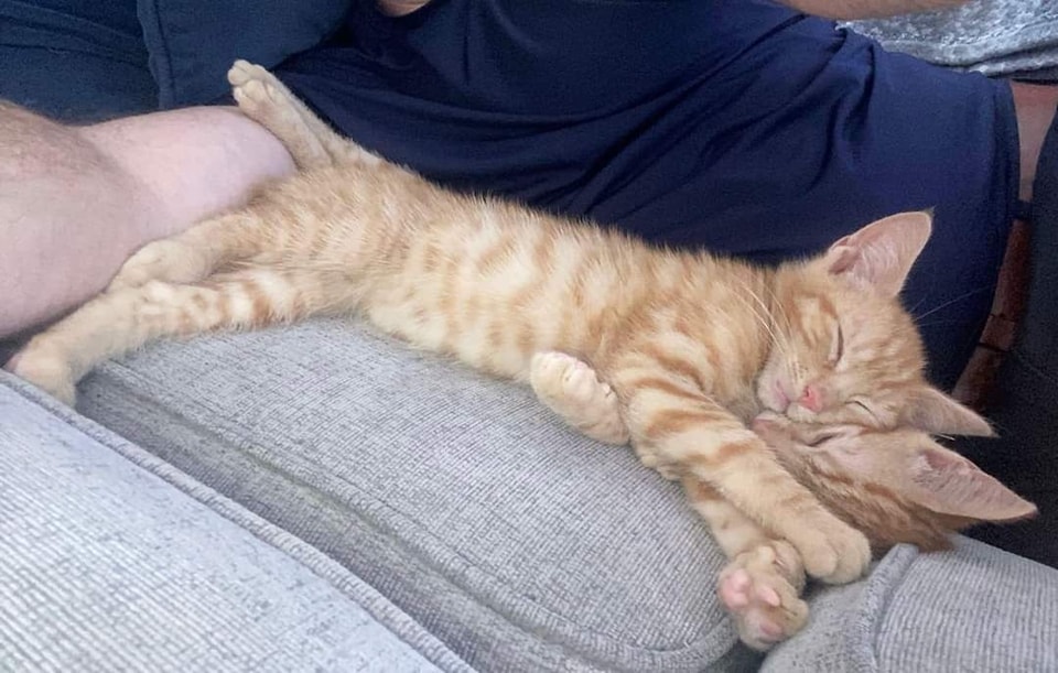 Update on Spud and Figaro (now mango) settling in to their new home , these two boys were part of a litter of 5 along with their mum Misty who were living in a caravan park.
These boys were bonded from the start so pleased they have been homed together.