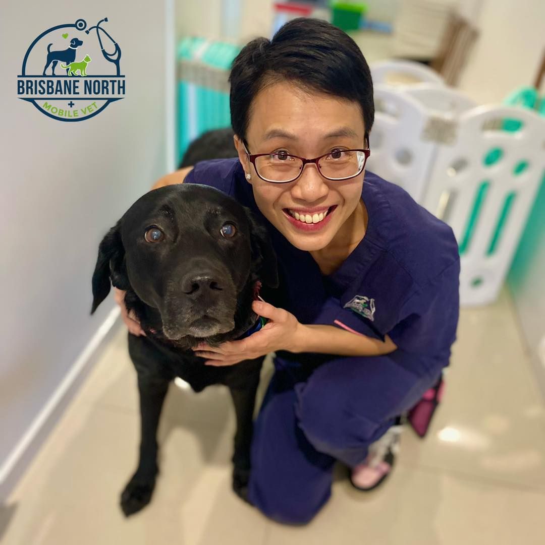 And we are back again after our Easter break! ๐ Here is Dr. Nell with the gentle labrador Merlot for a skin recheck. Sheโs so at ease. ๐
If your pet requires veterinary care visit our website๐www.bnmv.com.au for more info and to book us online. We bring comprehensive veterinary care to your home! ๐ถ๐ป