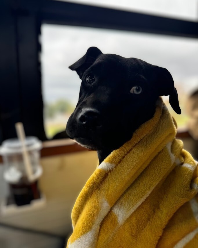 Jalisco qui se demande bien quand est-ce que la chaleur va revenir 👀
.
.
.
.
.
.
#doglife #DogLifestyle #winter #winterstyle #winteroutfit