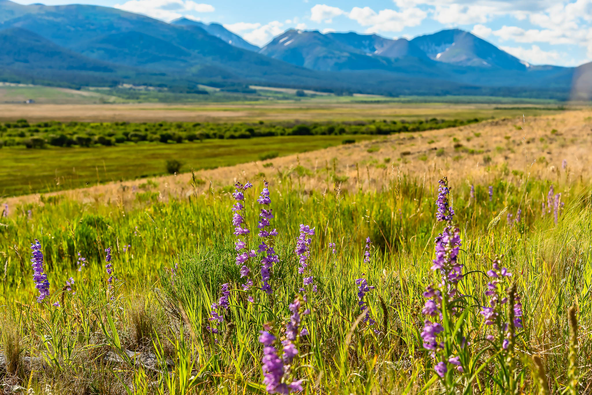 It's most definitely wildflower season in Colorado.
#coloradowildflowers #coloradowildflower #coloradoflowers #wildflowers #wildflowerseason #wildflowersofinstagram #coloradoviews #mountainviews #mountainviewsfordays #parkcountyco #southparkcolorado #coloradoliving #coloradogram #coloradolife #coloradotography #coloradophotography