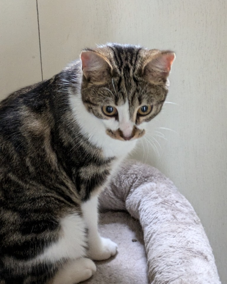 This little girl has been wandering around the ridge in Hastings apparently for a few weeks now . She has been in the local school and someone kindly took her to the vets to check for a chip but unfortunately she isn't chipped. We believe she was put back to see if she would go home .
A lady got in touch with us as after she walked into her house and made herself at home much to the annoyance of her own cats , worried for her safety crossing such busy roads we have made room here for her as her safety was in jeopardy.
If anyone has any information about this lovely little girl please get in touch proof of ownership will be required.