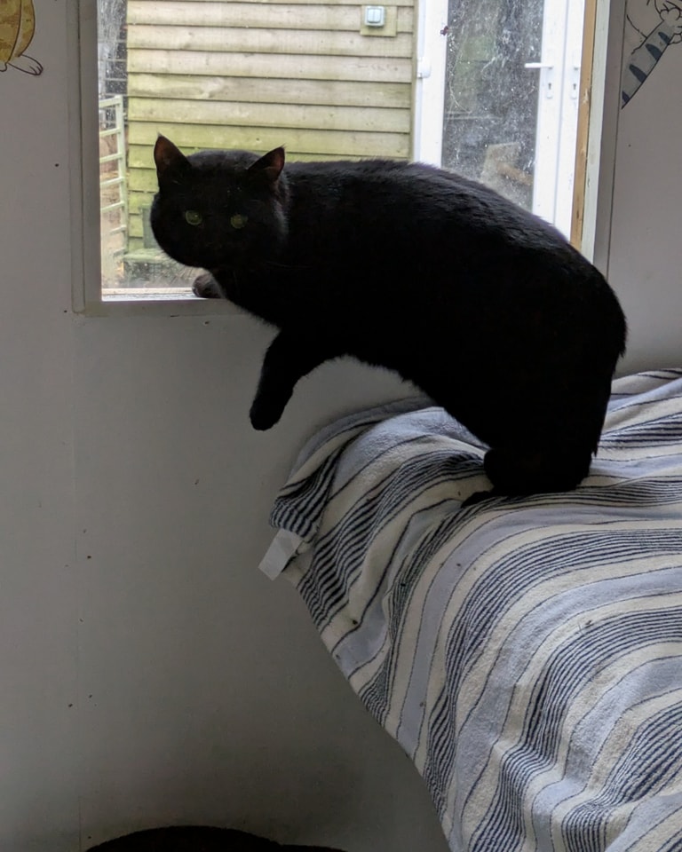 New year's Day and our first rescue is this beauty named Cole , he has been living outside for a long time and his feeders have been trying desperately to find a place for him . We were asked if we could possibly take him even as a temporary measure , knowing that the weather is getting worse how could we refuse.
Thankfully he was trapped last night just in time before this horrendous weather hit , he is now safe and warm .
Cole is settling in looking out of the window grateful he isn't out in the wind and rain anymore ,he is obviously nervous but we will work with him at his pace to see what the next step is for him.
Thank you to Carole and Rosie for looking out for Cole .