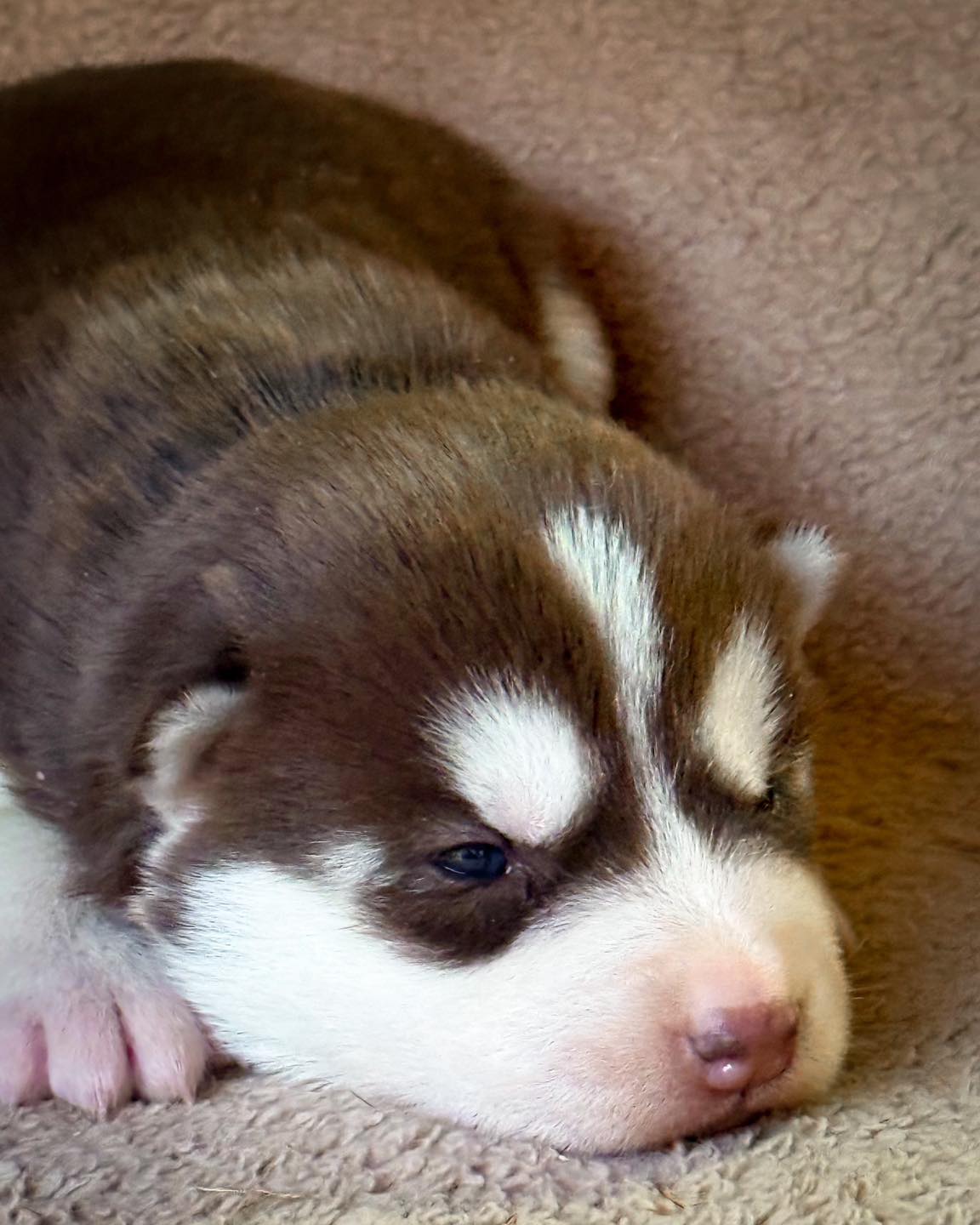 Tiny Lottie is so young she’s still napping a lot! Come by and meet her!
