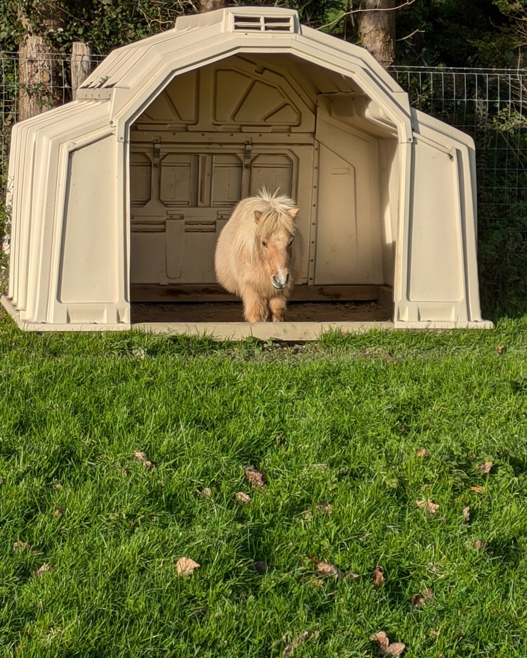 Here is our darling little horse Ollie (some might call him a pony !!!) Ollie is 35 years young and still thinks he can grow into his field shelter 😀