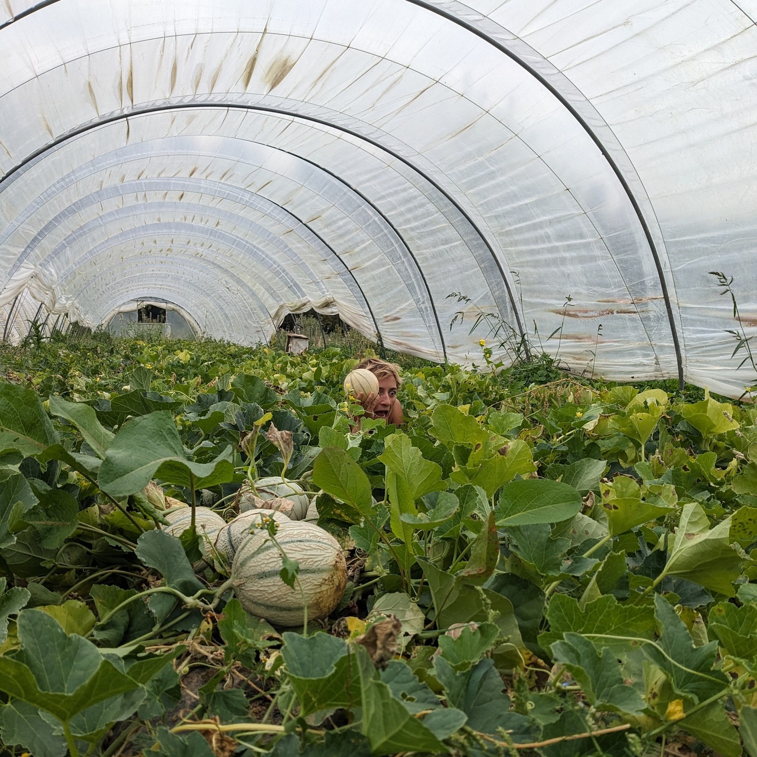 Zoek Boerin Helmi. 🧐
Ze heeft zoveel meloenen geoogst dat ze er zelf één geworden is. 😉 Vandaag doen wij dan ook een promotie; vanaf 2 charentais meloenen, 3,5 euro/Kg