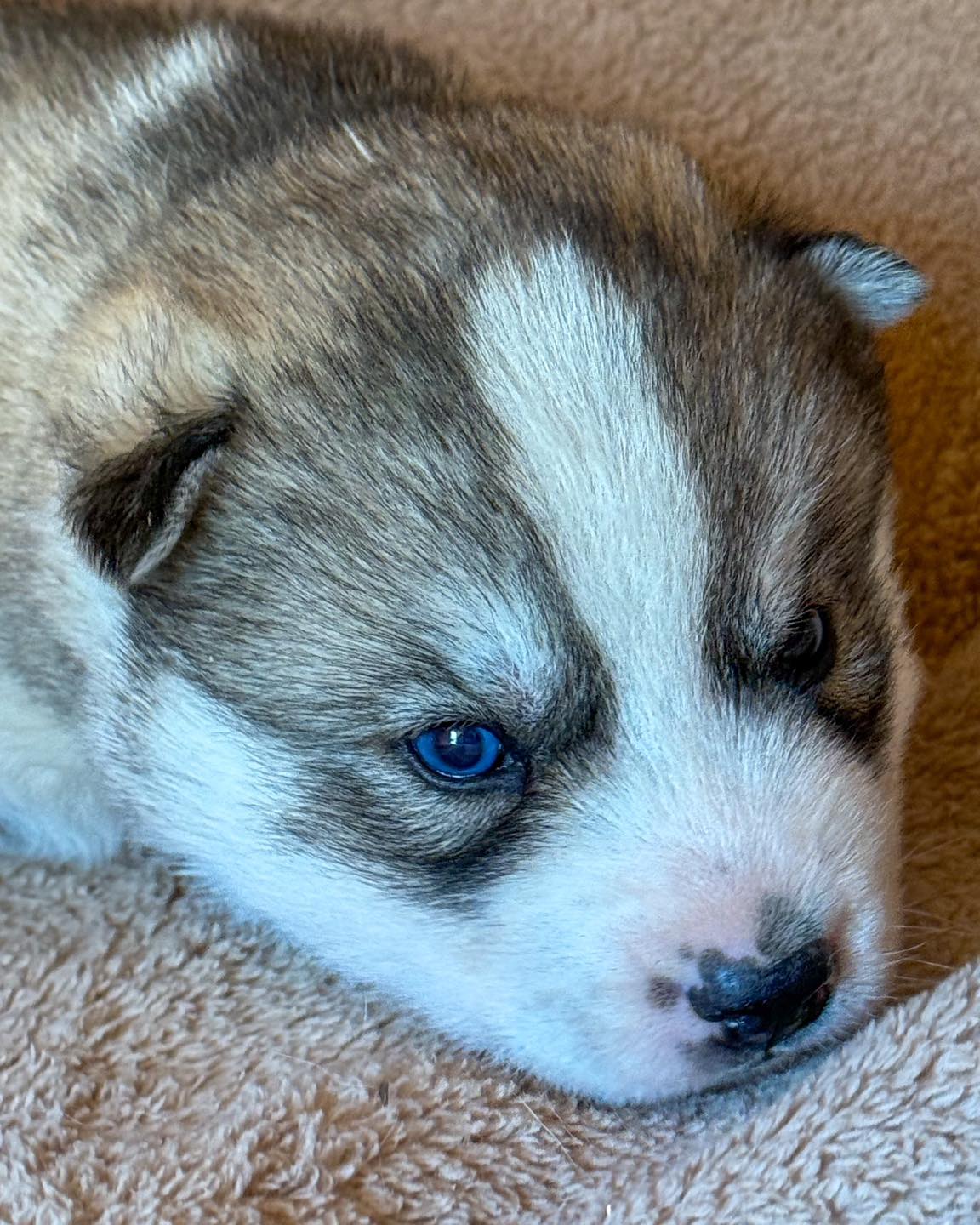 Smokey is going to have a little rest right here. Stop by and give him a boop!