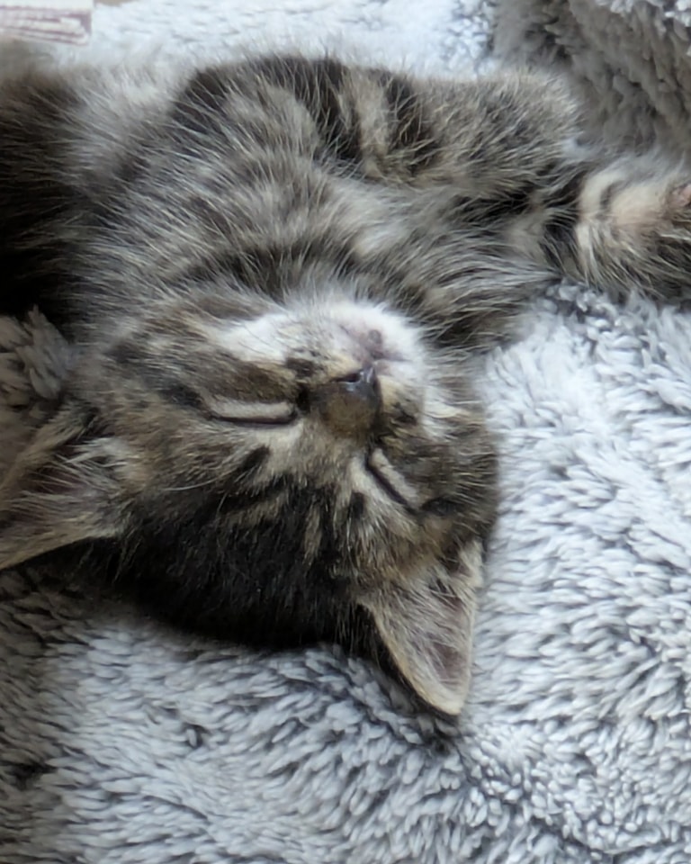 Update on Little Nell ,we are so proud of her she has doubled in weight , now eats solids , plays with the others and is fast catching up to where she should be after such a horrendous start in life.
Oh and of course she enjoys a nap after her food