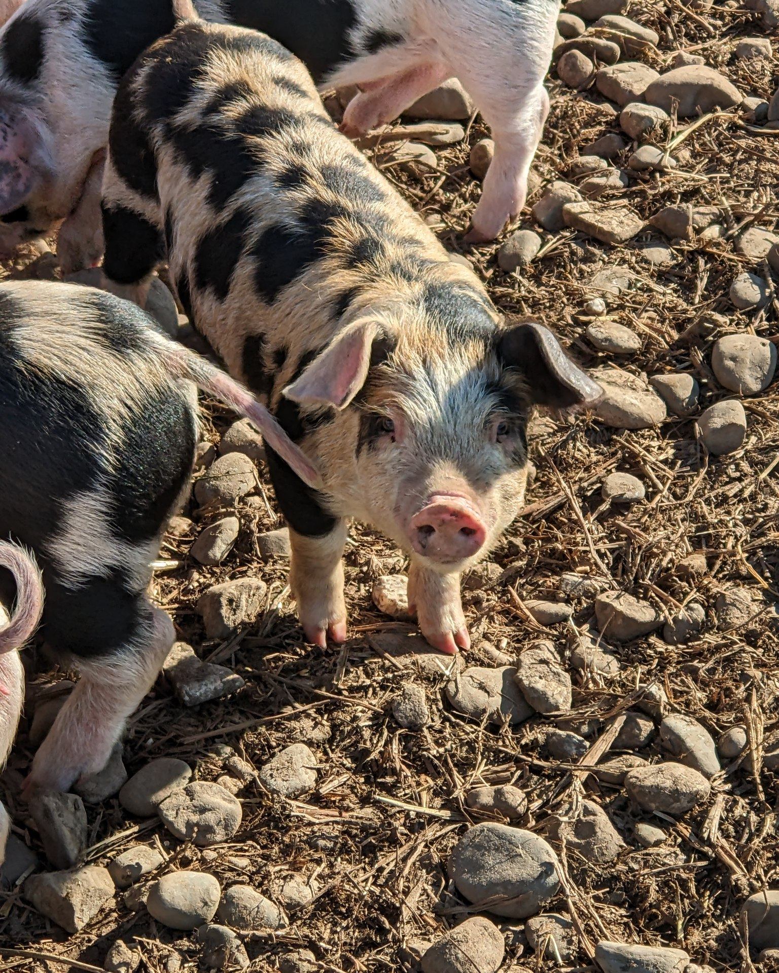 The piglets are loving the sunshine! 🐷