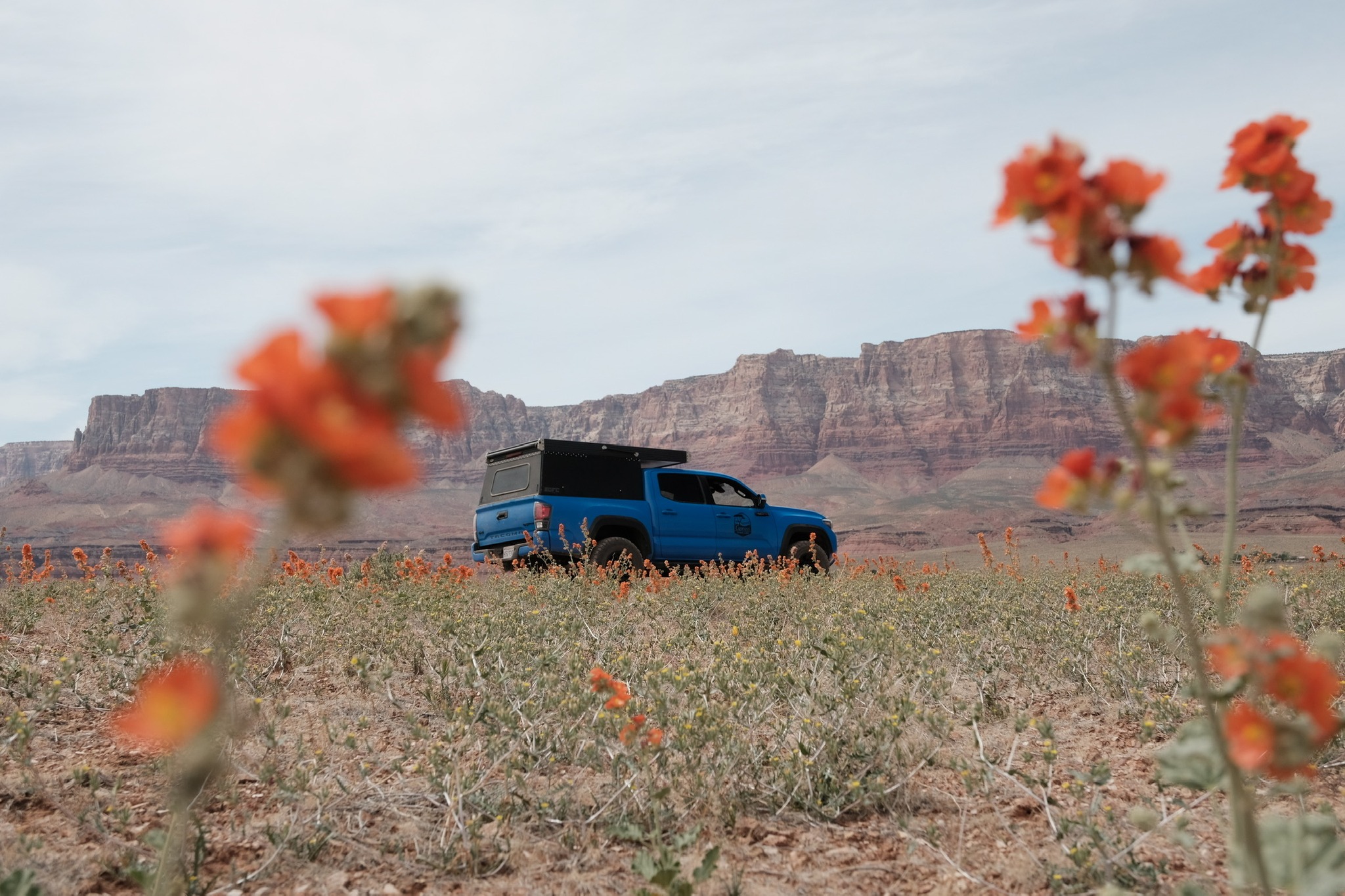 A rare blue and black desert flower, a beautiful sight to behold!
#cypressoverland #overland #overlanding #overlander #4x4 #4x4overlanding #overlandlife #vanlife #roadtrip #getaway #jeepcamping #bucketlist #westcoast #campervan #camperlife #campinglife #travelgram #california #californiaadventure #californiadreaming #visitcalifornia #dothebay #sanfrancisco #sandiego