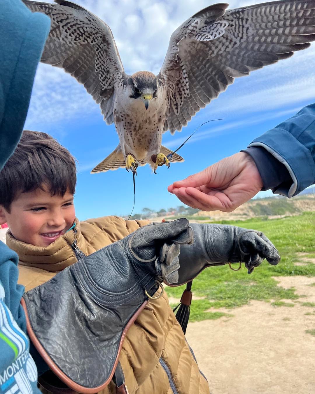 She loves the young crowds ❤️
#totalraptorexperience #lajolla #sandiego #nature #birdsofinstagram #lannerfalcon