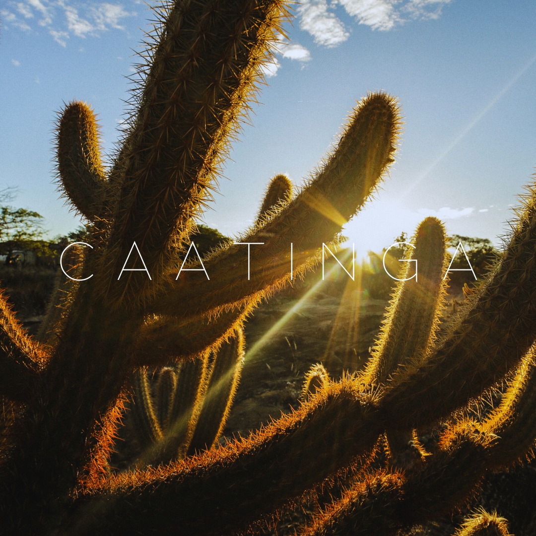 "Where strength meets beauty. 🌵✨ The 'Caatinga' bag honors the semi-arid biome of Brazil, a land of resilience, rare species, and stunning contrasts."
"The only biome exclusively Brazilian. 🐦💛 Our 'Caatinga' bag is inspired by the fierce, enduring spirit of its landscapes and life."
#SustainableFashion
#HandmadeBags
#EcoFriendlyStyle
#SlowFashionMovement
#ArtisanMade
#BrazilianNature
#BiomaCollection
#EcoChicAccessories
#EmpoweringWomen
#InspiredByNature
#SustainableStyle
#EcoFashion
#HandmadeAccessories
#WestCoastStyle
#EastCoastChic
#ConsciousConsumer
#MinimalistFashion
#EthicalFashionBrands
#EcoFriendlyLiving
#ArtisanCrafted