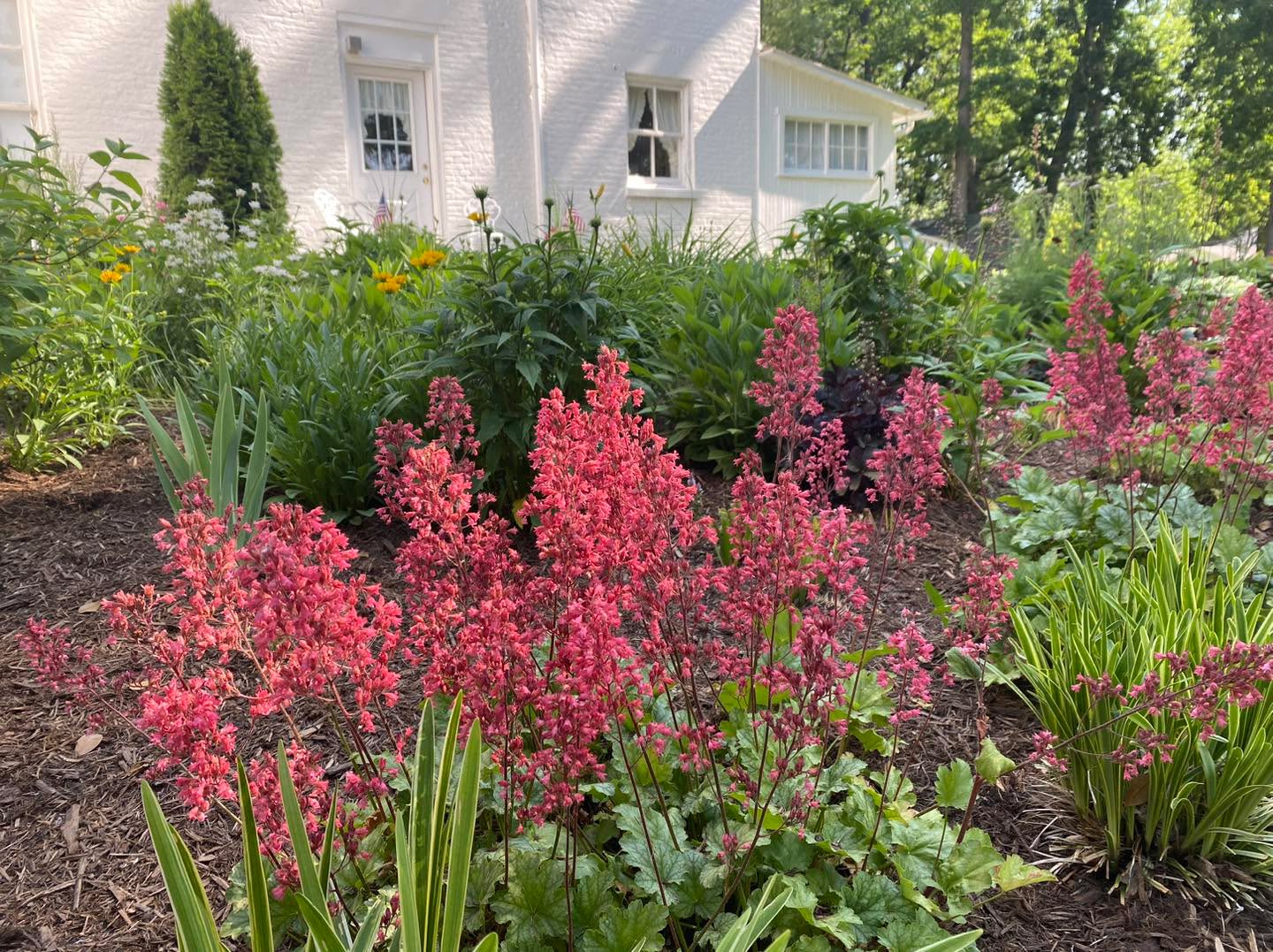 Flowers blooming, tomatos turning red, fresh mulch spread about - these are just a few of our favorite things we’re seeing around Lane Place and the Speed Cabin! Have you been by to see all the changes on our grounds?
A huge thank you goes to Davidson Greenhouse & Nursery, Inc. for the many plant and (copious amounts of) mulch donations as well as the incredible job they did on our west entrance!
Another giant thank you to Paula Cloncs-Furr and Dennis Furr for the countless hours they have put into our garden and landscaping! Our south garden, as well as the landscaping around the house and cabin have greatly benefited from the time and thoughtful care Paula & Dennis have given them this year. Thank you!!