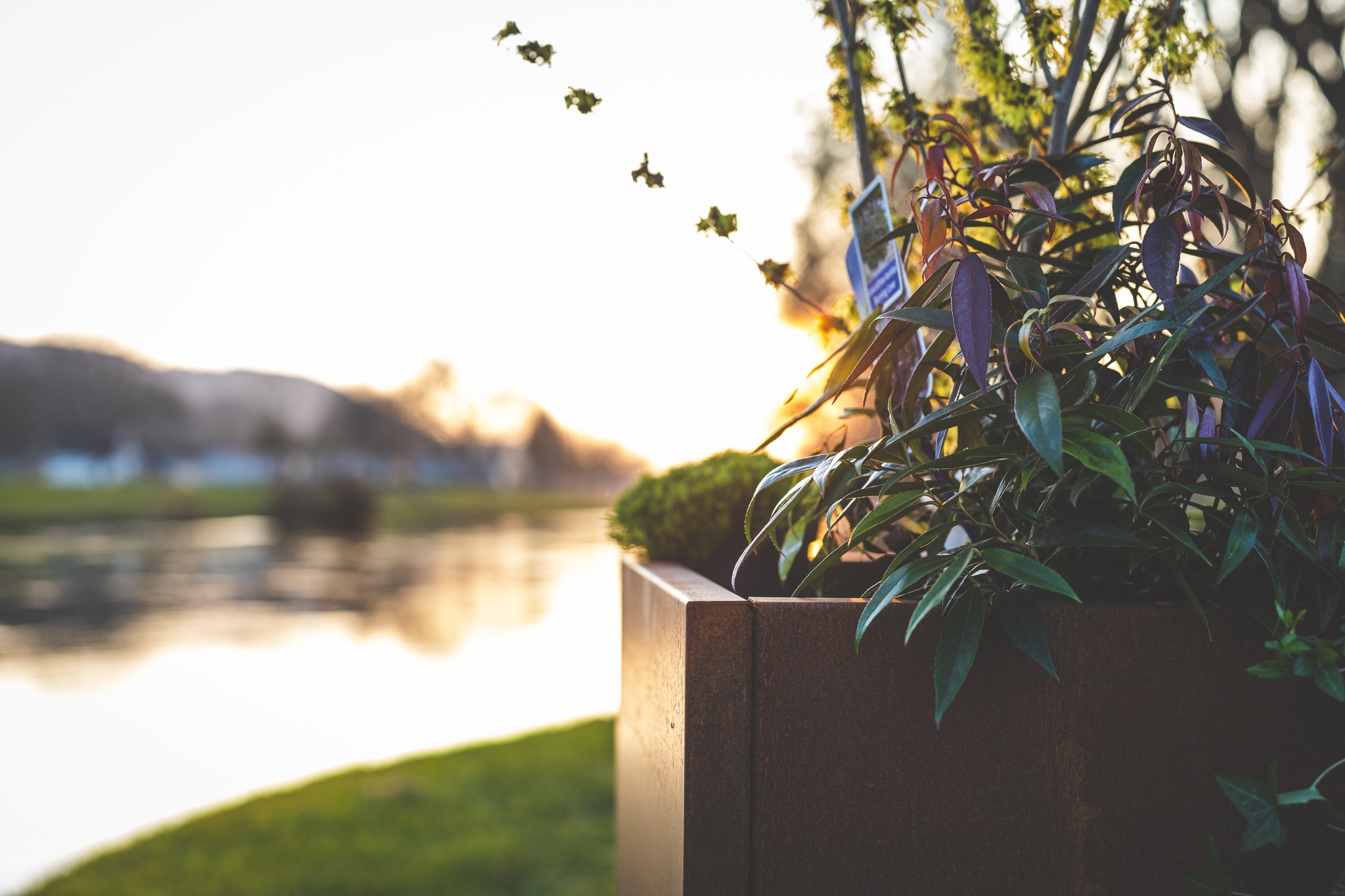 Eis Blummebacken am Corten Stol, Made in Luxembourg.
👉 Weider Info https://letzshop.lu/de/bourscheid/products/pflanzengefaess-100-x-50-3fd304