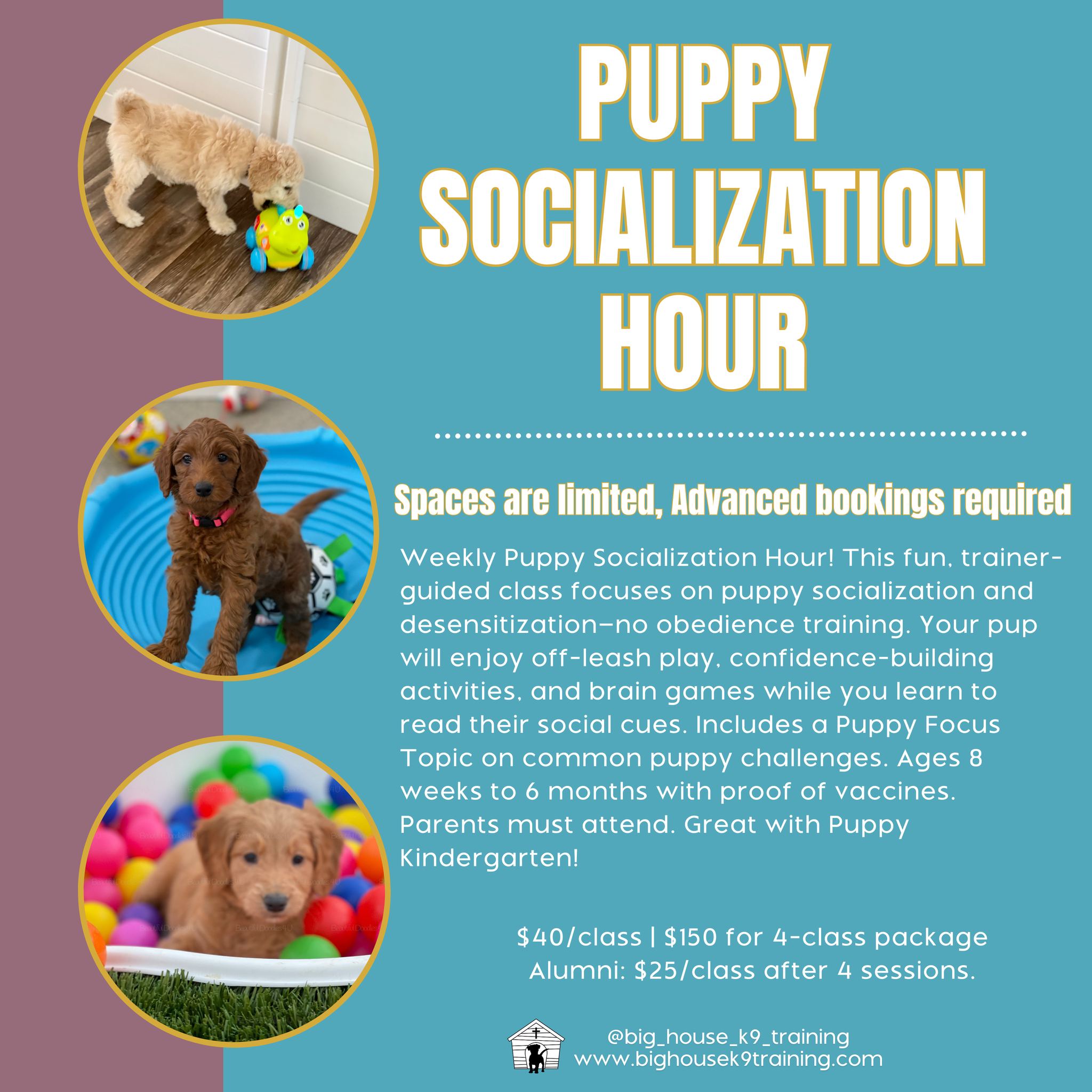 šØš¶ THE WAIT IS OVER⦠ITāS HERE! š¶šØ
Weāve been teasing something BIG, and now itās time to spill the kibbleā¦
š INTRODUCING PUPPY SOCIALIZATION HOUR! š
If youāve got a young pup, you do NOT want to miss this! š¾ Socialization is one of the most important things you can do for your puppyāand now, weāre making it fun, easy, and stress-free for both of you!
š Does your puppy:
ā Bark at new dogs?
ā Hide behind you?
ā Seem nervous around everyday objects like trash cans, vacuums, or loud noises?
ā Get way too excited and overwhelm other pups?
ā
Then THIS is for you!
š Kicking off March 4th! š
Weāve broken classes into Small Breed & Large Breed groups to ensure the best experience for every pup!
š Small Breeds:
Tuesdays at 9 AM
Thursdays at 6 PM
š Large Breeds:
Tuesdays at 10 AM
Thursdays at 7 PM
š¾ Trainer-guided off-leash play & confidence-building activities
š¾ Learn how to read your puppyās social cues
š¾ Perfect for puppies 8 weeks ā 6 months (with proof of vaccines)
š¾ Parents must attend!
š²**$40/class | $150 for a 4-class package**
⨠Alumni pups: $25/class after 4 sessions!
š„ Spots are LIMITED! Be the first to snag yours and give your pup the best start in life! š„
Give us a call today to get your puppy started! š 520-840-5052
š¶š¬ Drop a š¾ in the comments if youāre excited!!
#rewardbasedtraining #dogtrainingtips #fearfreedogtraining #fearfreetraining #bhk9training #bhk9trainer #bhk9train #DogTraining #casagrandeaz #positivereinforcement #positivereinforcementtrainer #casagrande #bighousek9trainer #positivereinforcementtraining #bighousek9training #ItsFinallyHere #PuppySocialization