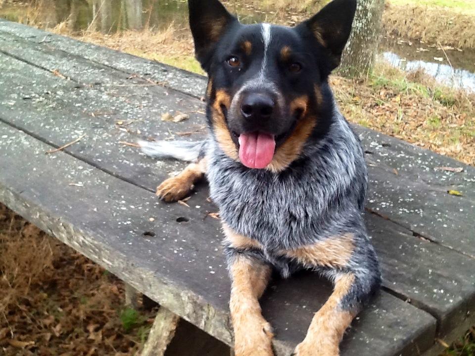 Still a great farm worker. Today is #nationaldogday.