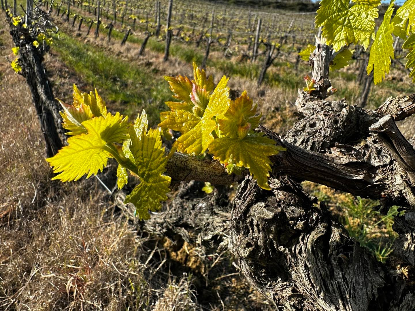 ❄️ Le gelate della scorsa notte hanno lasciato il segno in diverse zone d’Italia, siamo però contenti che chi ha utilizzato Protech può tirare un sospiro di sollievo.
▶️ Nella prima foto vigneto trattato, nella seconda un vigneto adiacente non trattato.