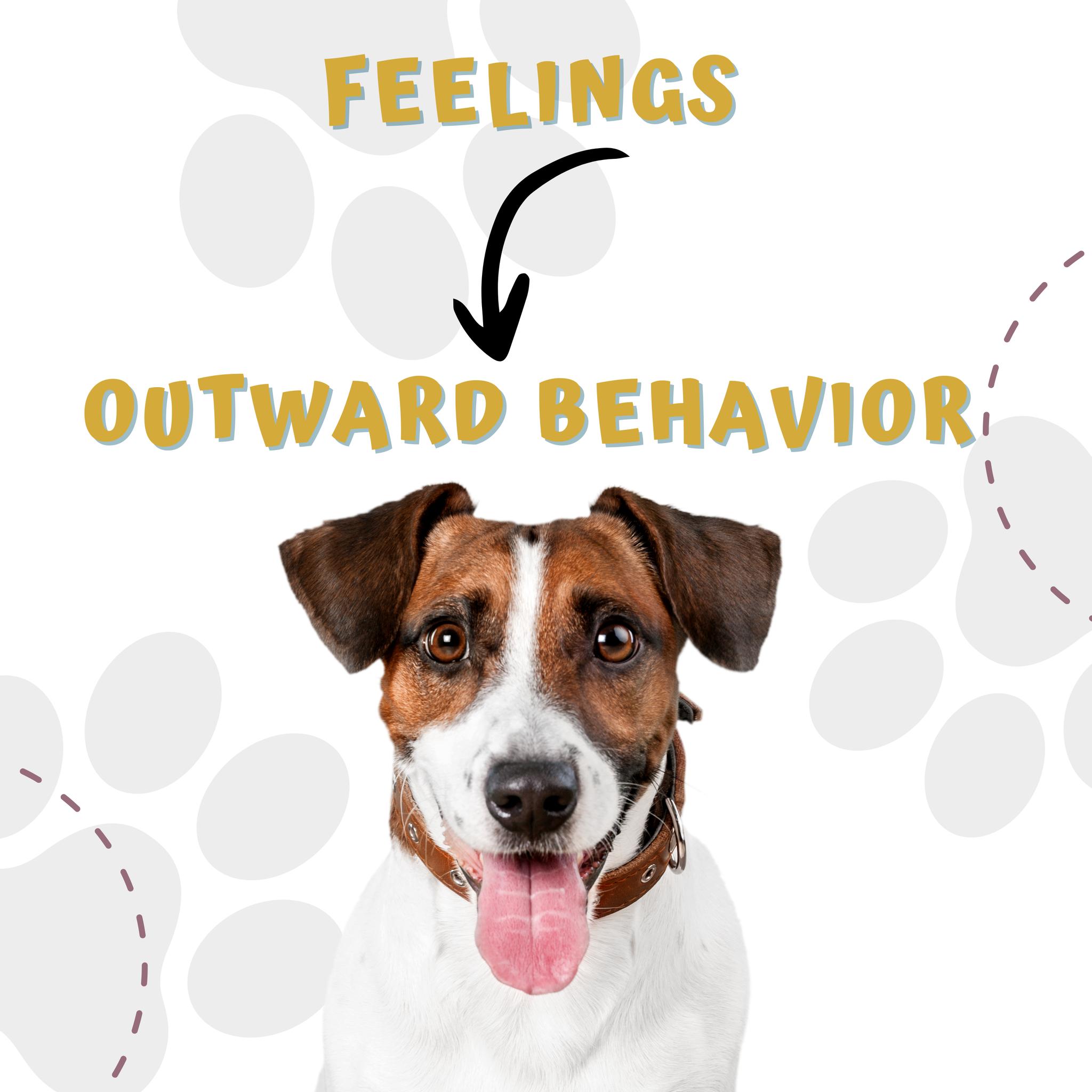 Fun. Adventure. Love. Connection. Snuggles. Play.
These are experiences you were hoping for when you brought home your dog.
Maybe it was a family dog you had growing up that was sweet as pie.
Or maybe it was a recent movie that sparked your interest in adopting a four-legged friend.
You were under the impression that it would be easy, fun, and joyful.
BUT
What youāve been going through has been anything BUT that!
Expectations couldnāt be further from reality now. And youāre not sure what to do.
Whether your dog loses his mind when friends and family come over or you canāt leave your home without your dog having a complete breakdown, this is exactly when you can bring us into the fold.
Dog training is more than puppy classes and obedience training. āTrainingā is maybe a bit misleading to describe the important work we do with clients.
We modify their dogās emotions to deliver better behavior. Behavior that is appropriate for the situation rather than something we, as humans, deem unacceptable.
Sure, your dog may learn how to sit and stay as a part of that process. But as we teach manners, your dog is learning to trust and perhaps most importantly⦠Have positive experiences that improve their feelings towards situations.
Our training approach is special. Itās why we prefer to train this way. How incredible that we can teach a dog manners while helping them build confidence and feel GOOD about themselves.
It's such a beautiful experience. Curious to learn more? Message us āgood dogā and we can share more about how this works with you.
#rewardbasedtraining #dogtrainingtips #fearfreedogtraining #fearfreetraining #bhk9training #bhk9trainer #bhk9train #DogTraining #casagrandeaz #positivereinforcement #positivereinforcementtrainer #casagrande #bighousek9trainer #positivereinforcementtraining #bighousek9training