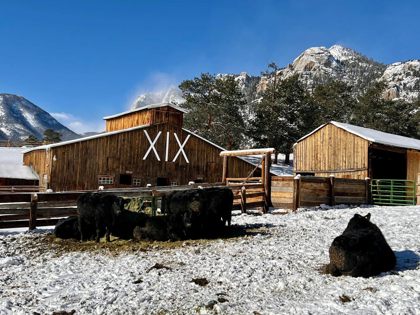 At MacGregor Ranch, we’re always striving to do better—for our cattle, our land, and our team. Over the past few years, we’ve focused on improving veterinary care, refining grazing practices, and using low-stress handling techniques. The result? Happier, healthier cattle and a safer environment for our staff and volunteers.
One of these changes being our cattle are now 100% grass-fed without the need for cattle cake like before! They thrive in the winter on high-quality MacGregor hay harvested from our meadow in the summer, and are completely finished on alfalfa—producing healthy and tasty beef while staying true to sustainable, regenerative ranching practices.
The numbers speak for themselves! Four years ago, our average hanging weights were in the 300s. In January, our average hanging weight was 675 lbs with a high of 750, and we’re anticipating an average in the 700s with our June processing. This growth is a testament to improved care, better nutrition, and thoughtful management from our Foreman, Luke Marshall!
We’re proud of these changes and grateful to everyone who supports our mission to preserve ranching heritage while continuously improving our practices. Stay tuned for more updates! Calving season is coming!